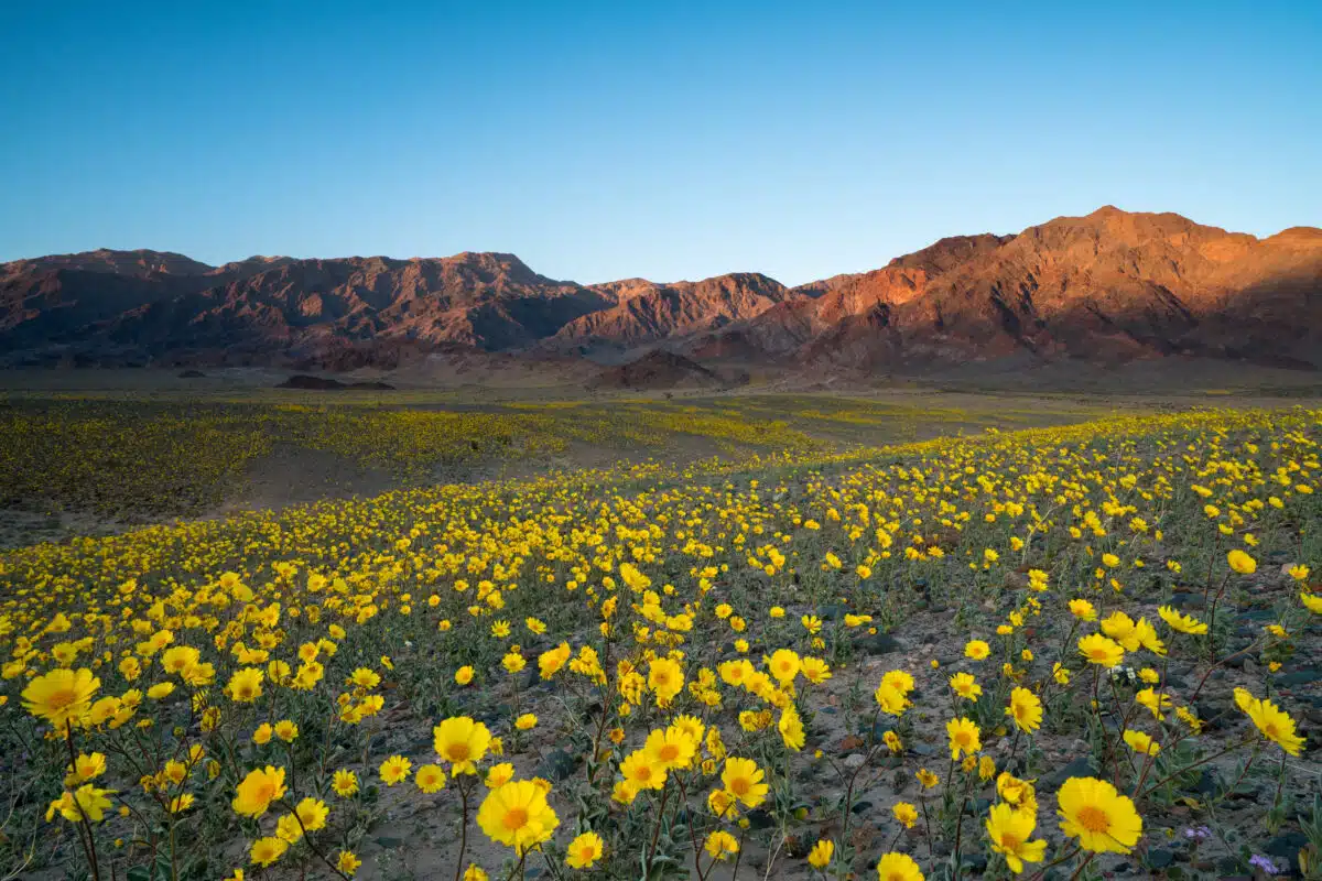 yellow wildflower blooming in Death Valley