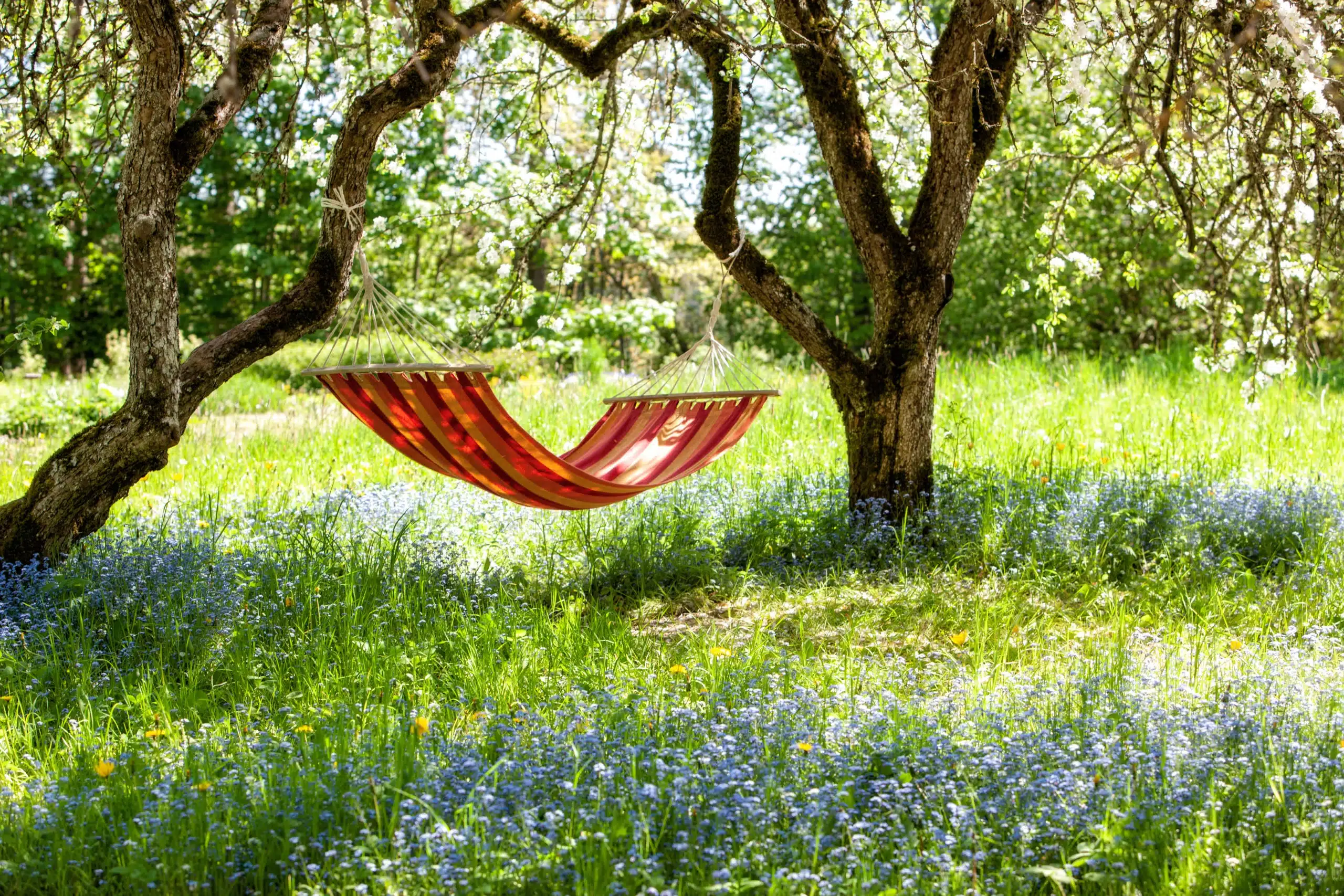 Beautiful landscape with red hammock in the spring garden with blooming apple trees.