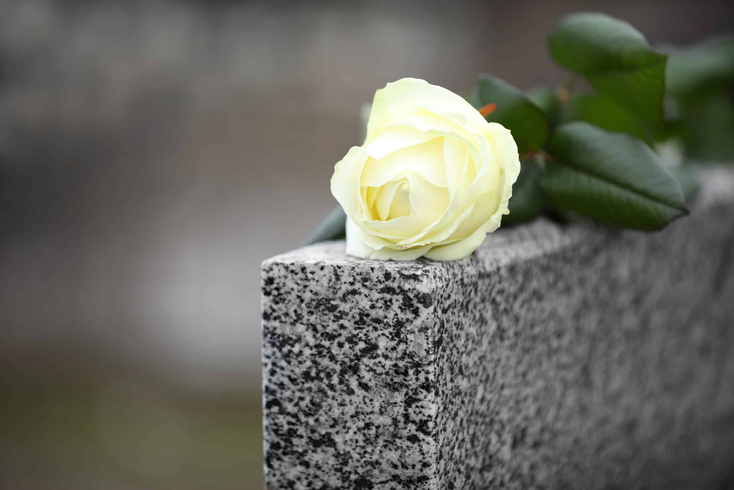 White rose on grey granite tombstone.