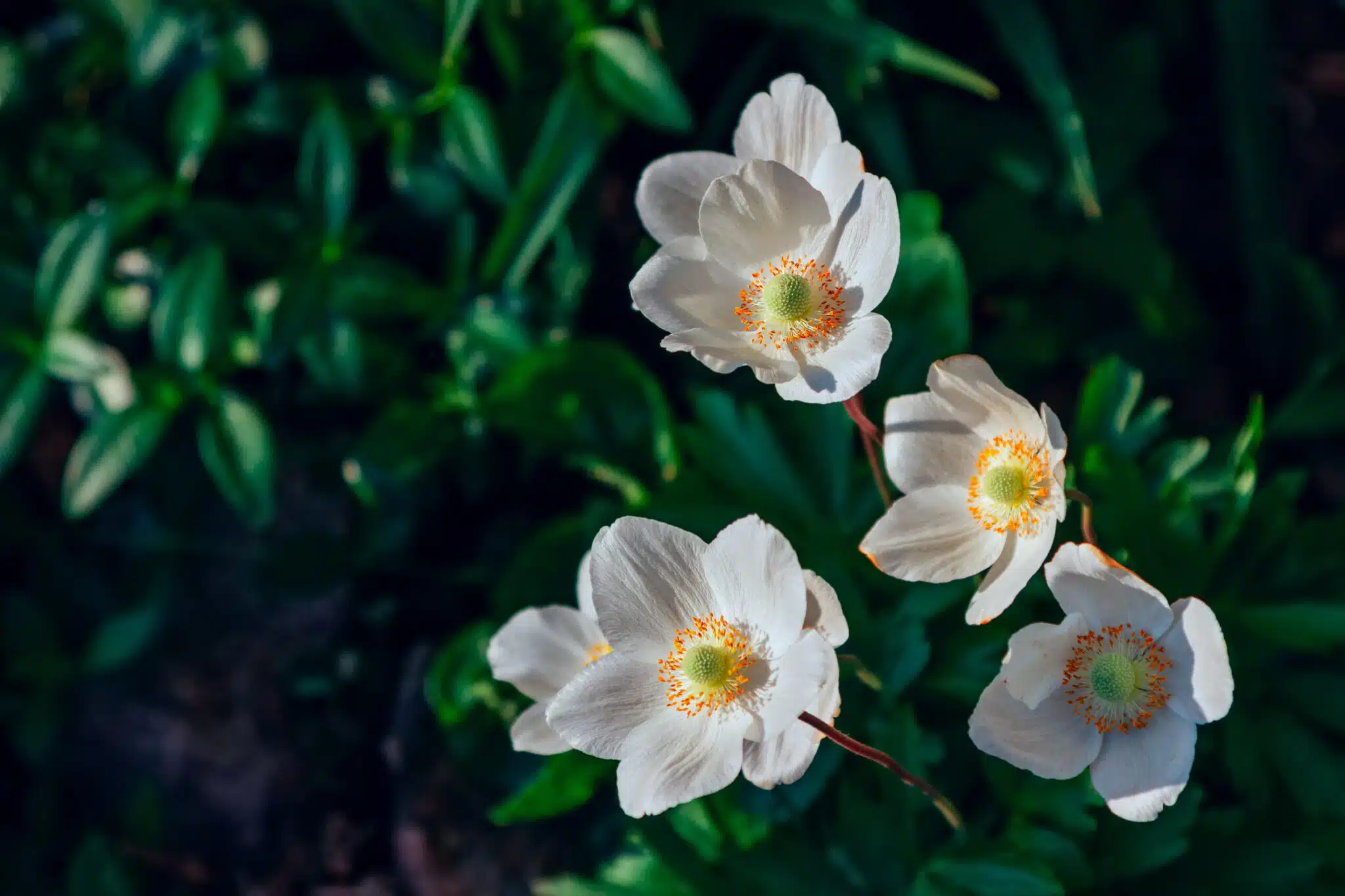 Beautiful blooming white anemone flowers growing in the garden.