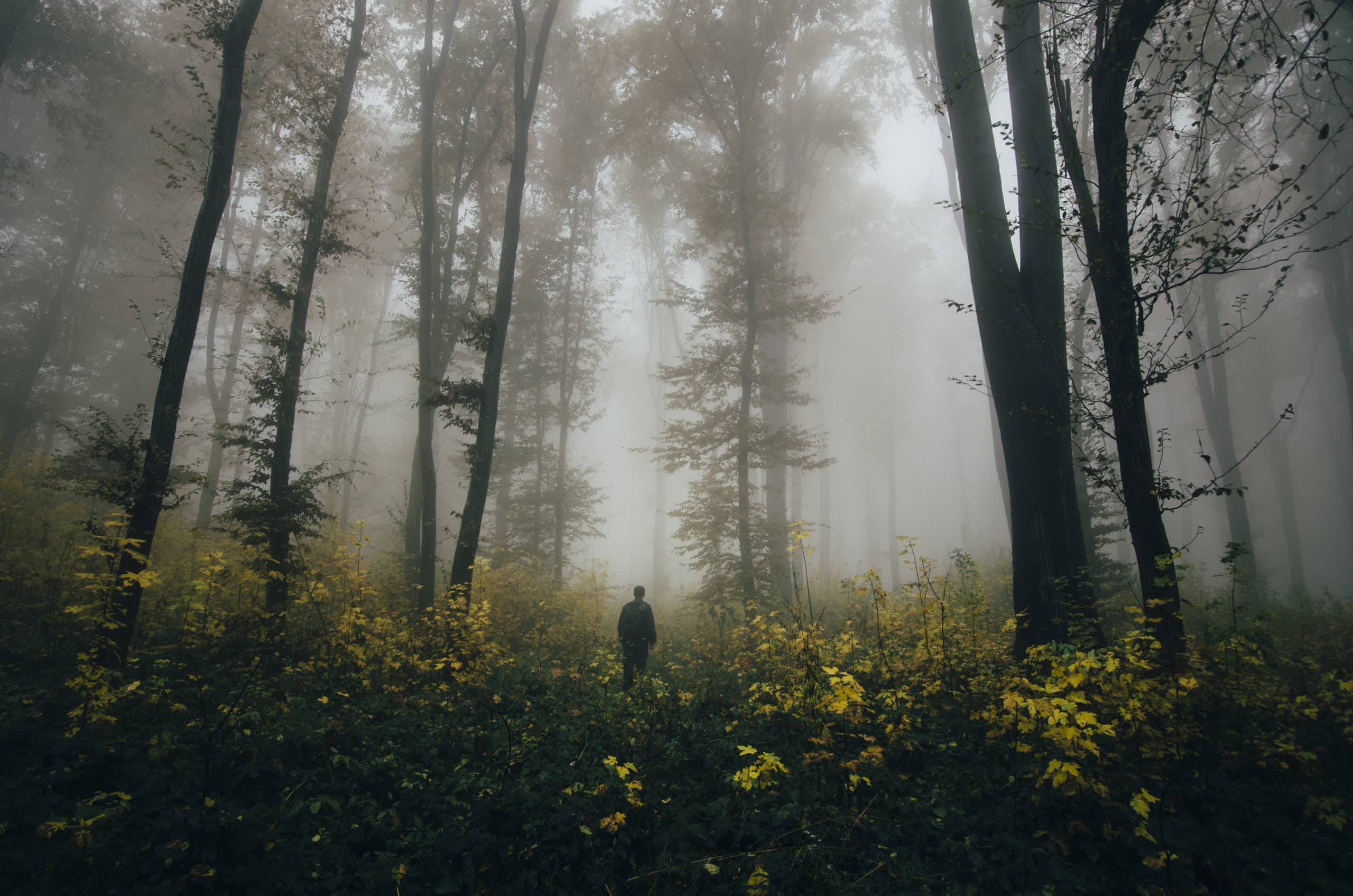 Lonely man in misty woods in autumn