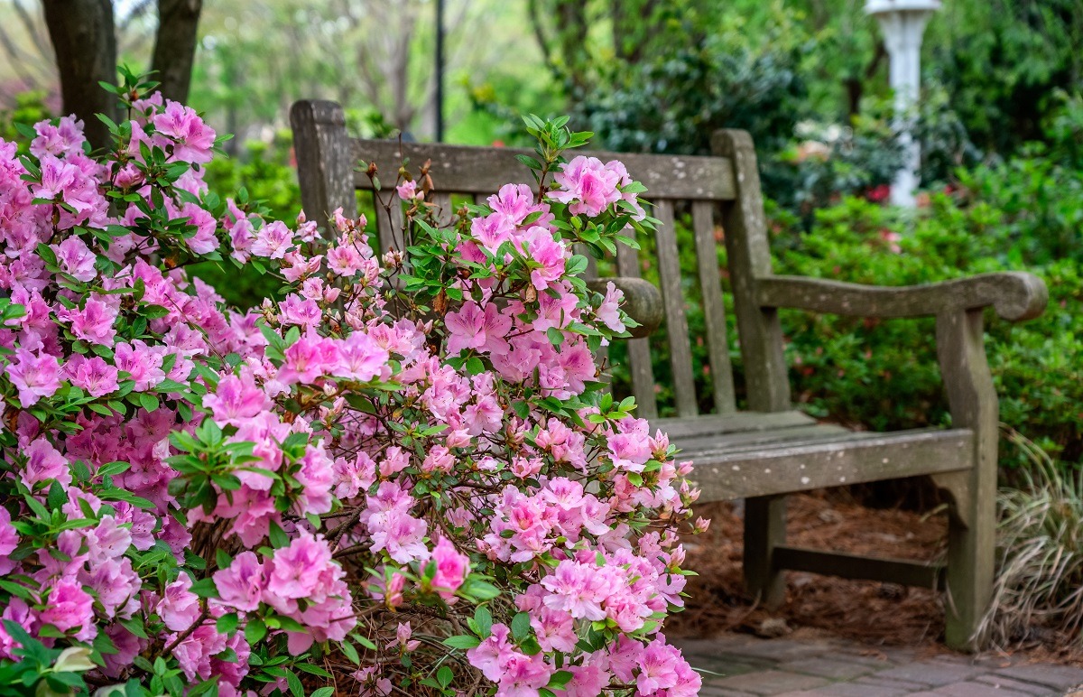 Azaleas in flower garden with bench.