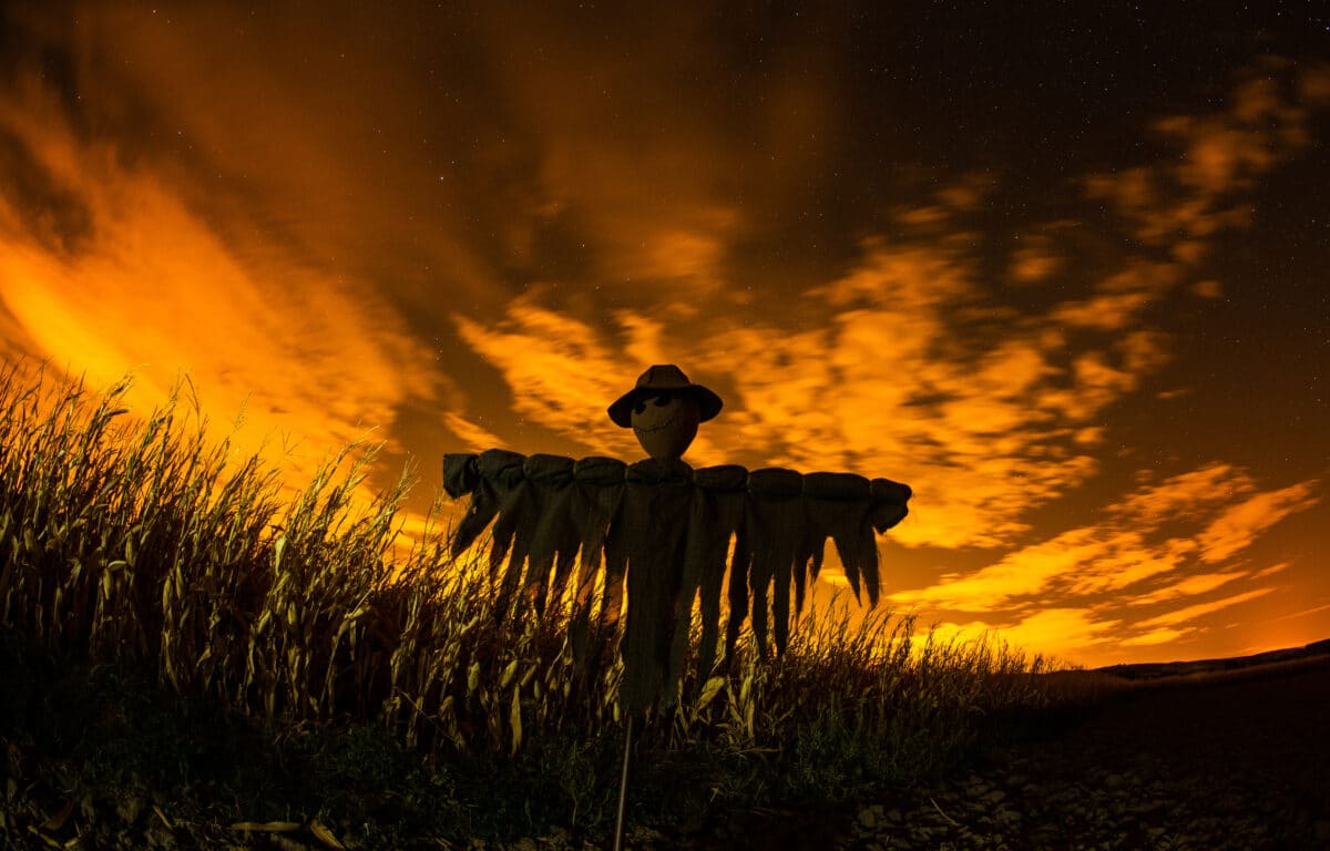 Scarecrow in the cornfield