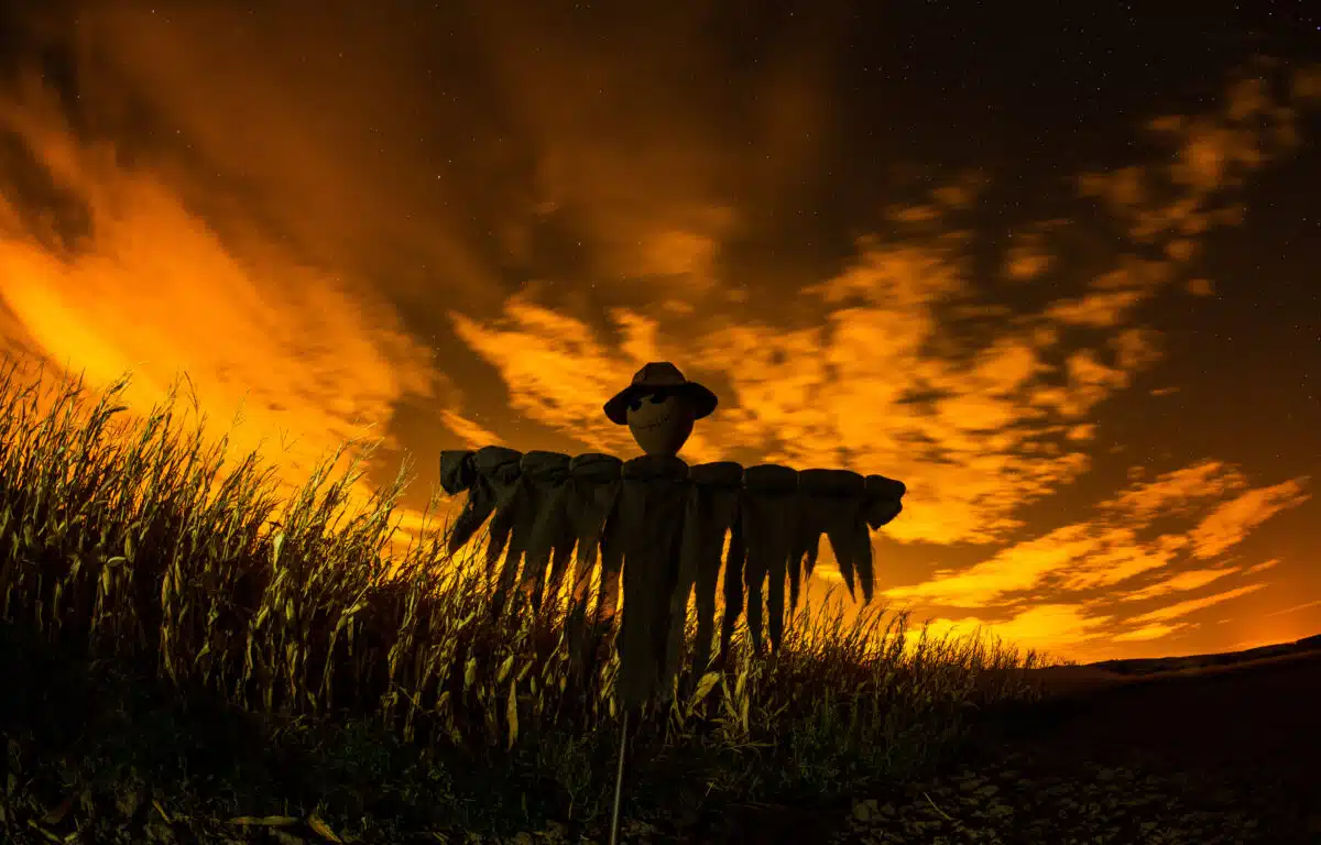 Scarecrow in the cornfield