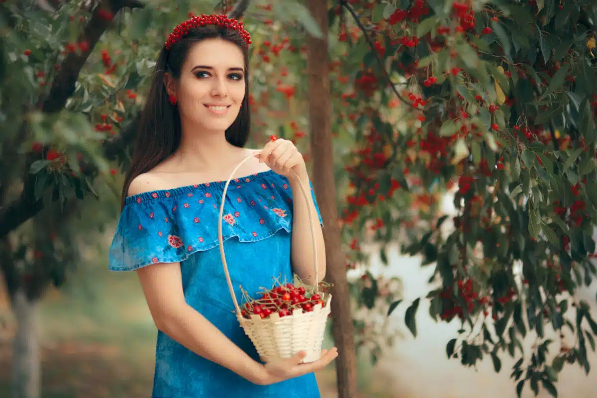 maiden dressed in blue picking red cherries