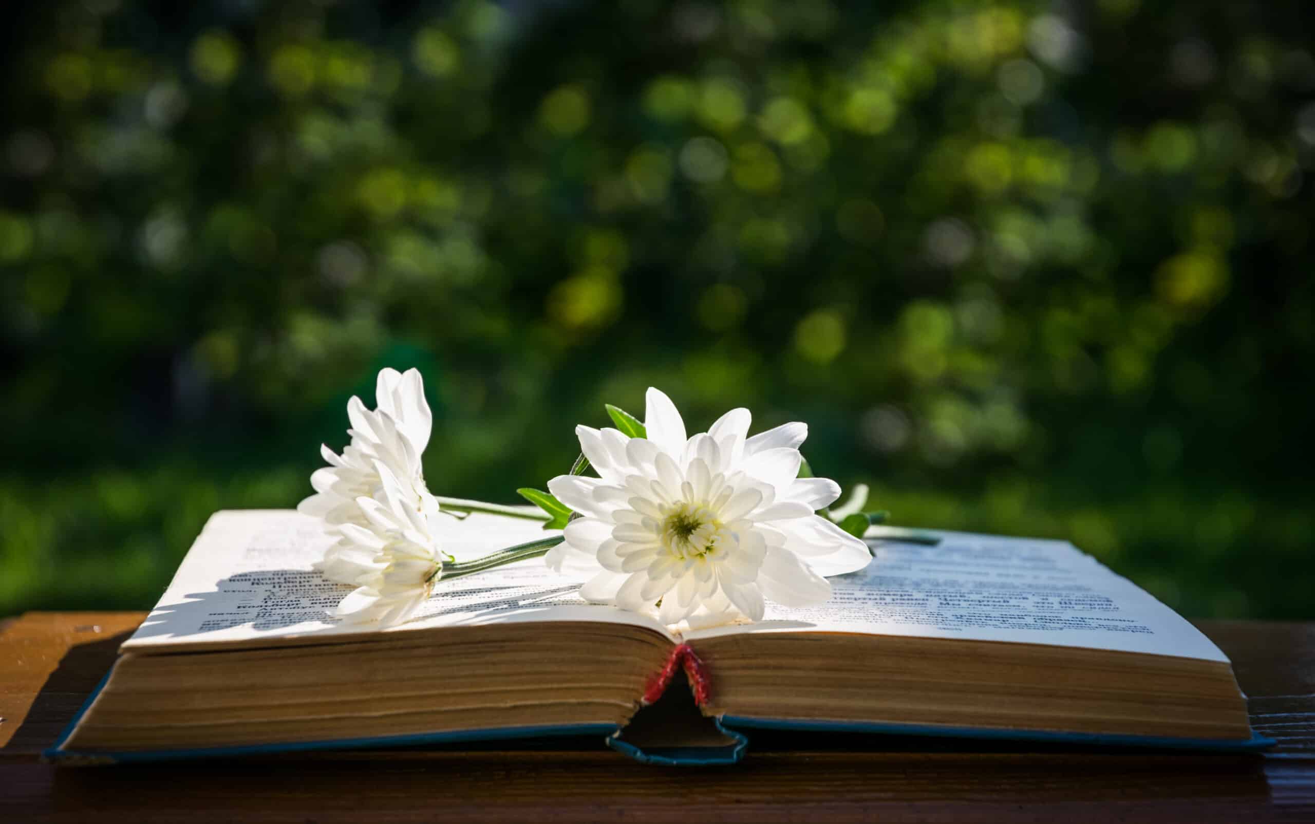 White chrysanthemums and an old book