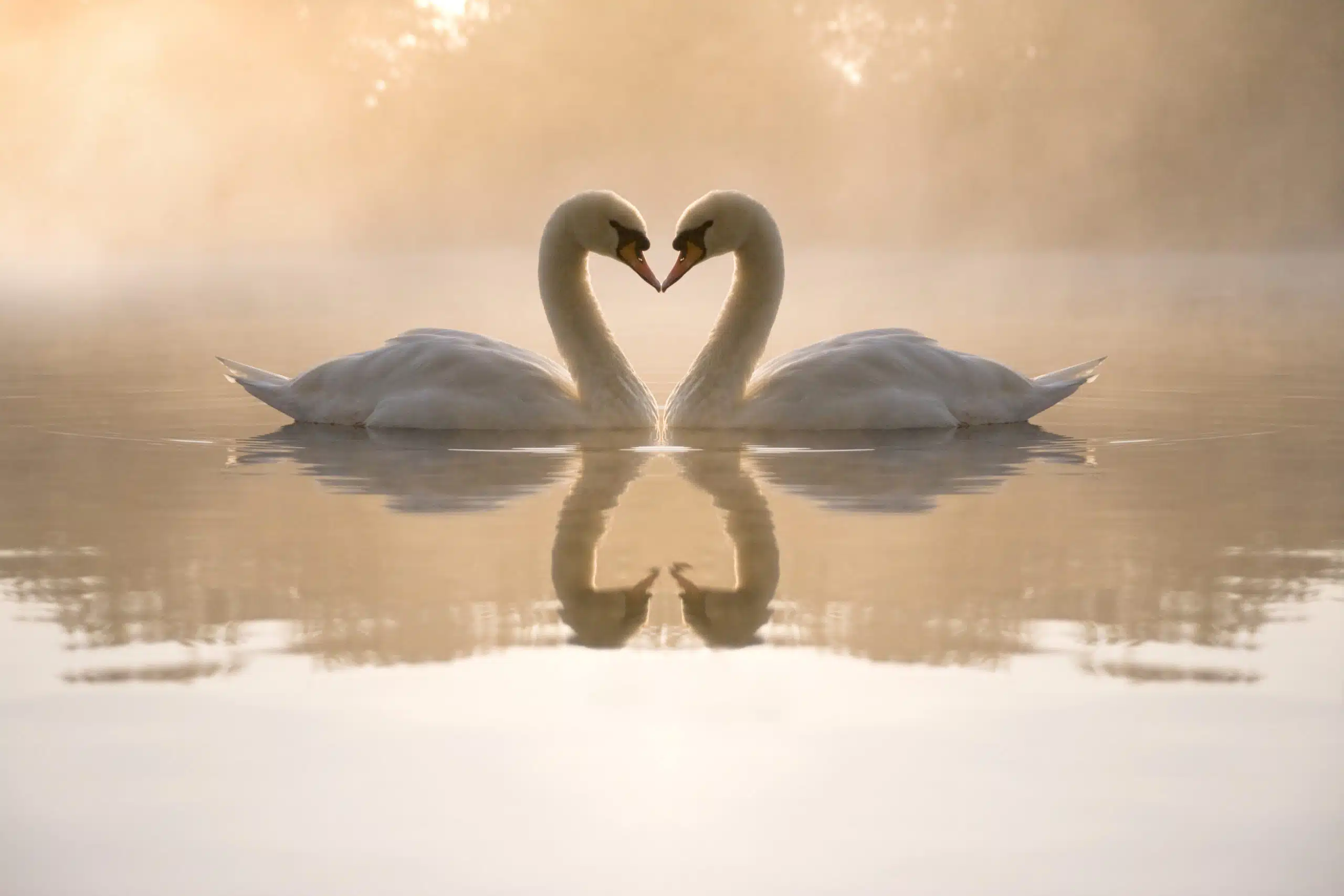 Swans forming love heart in the lake