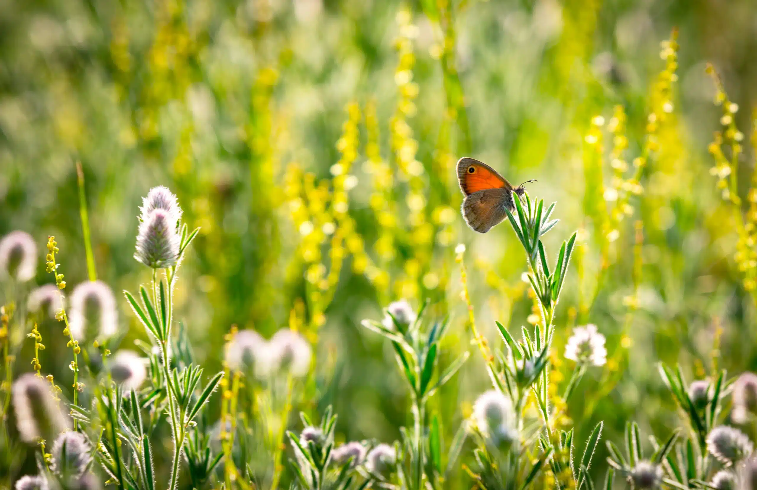 Butterfly on wild flower meadow.