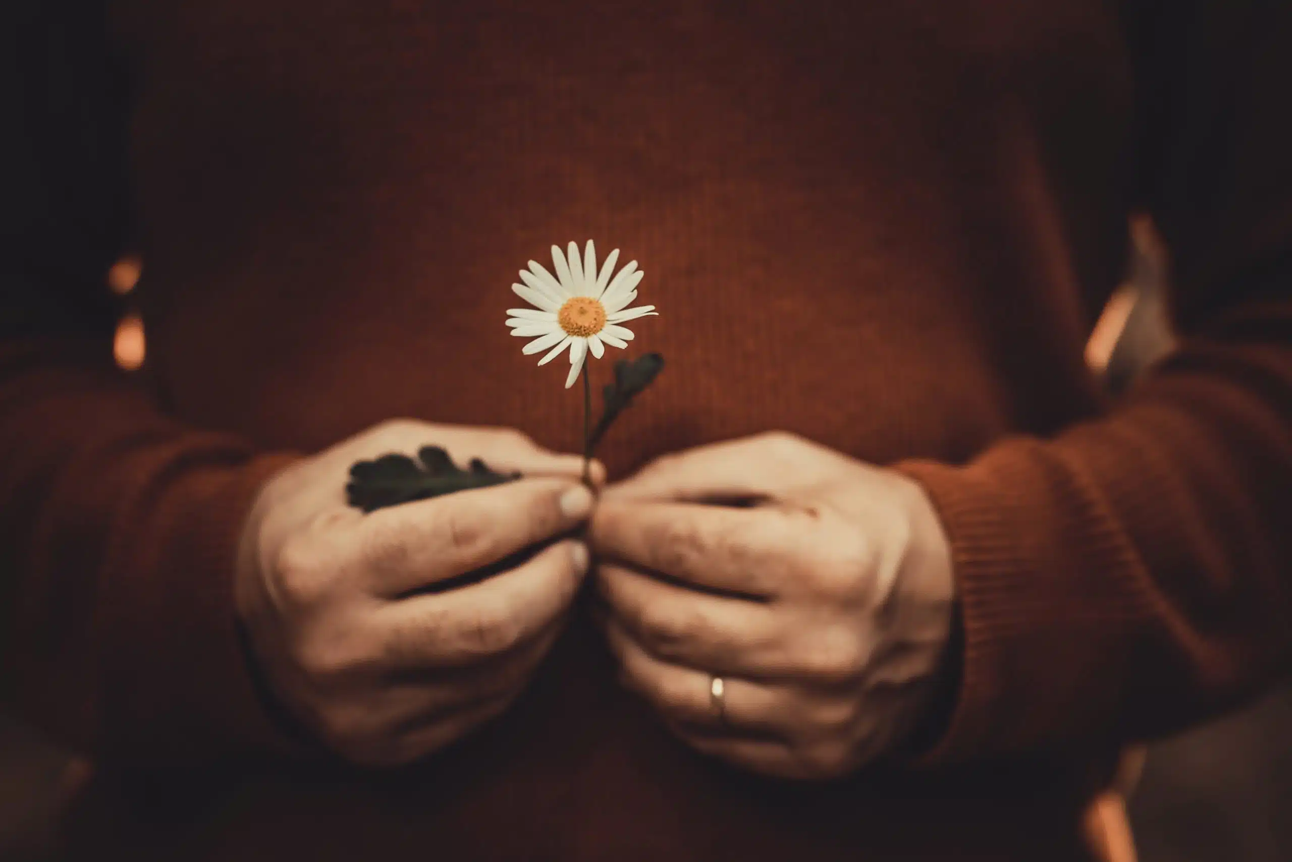 Male hands holding a beautiful daisy