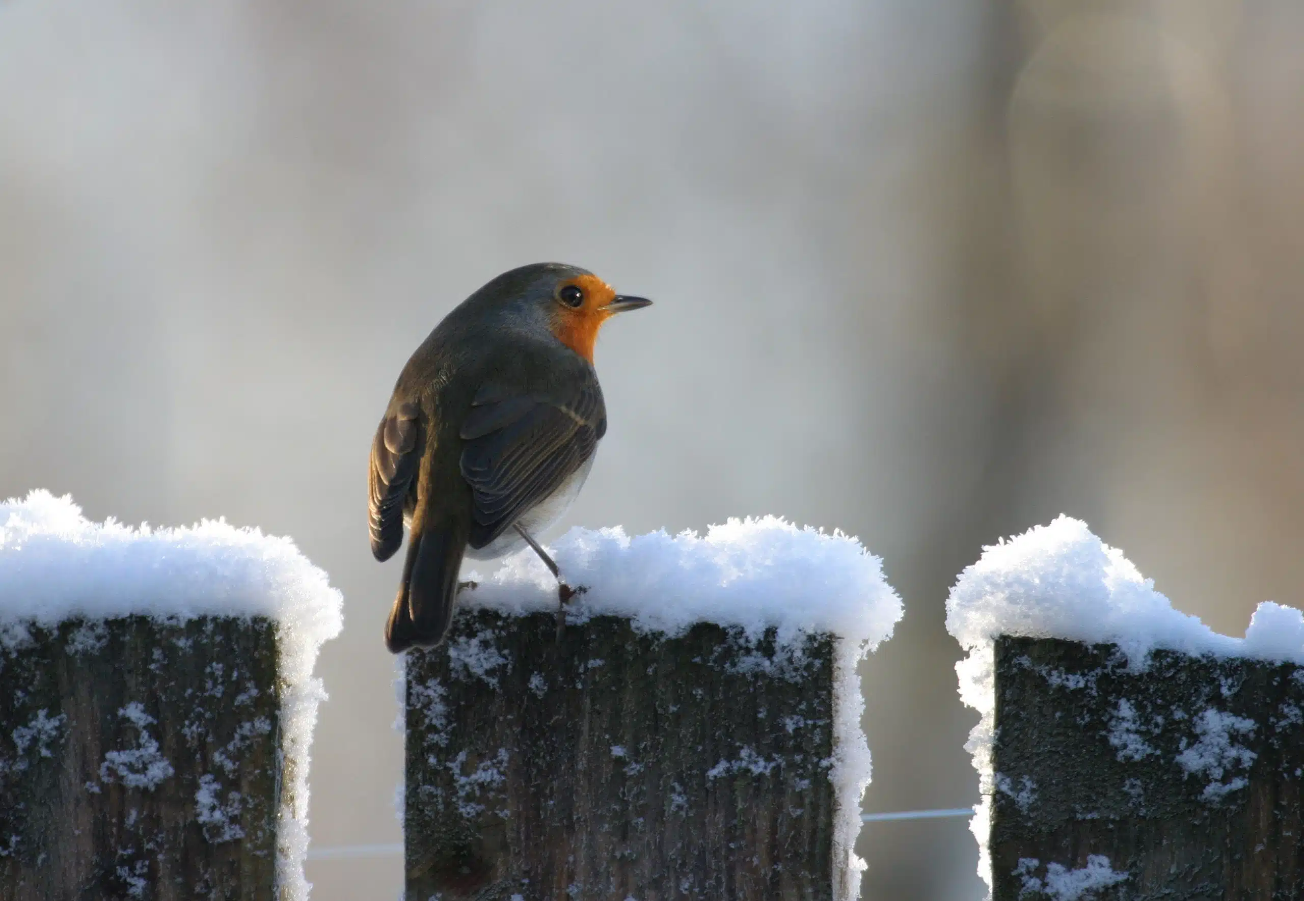 Robin perching on snow-topped fence.