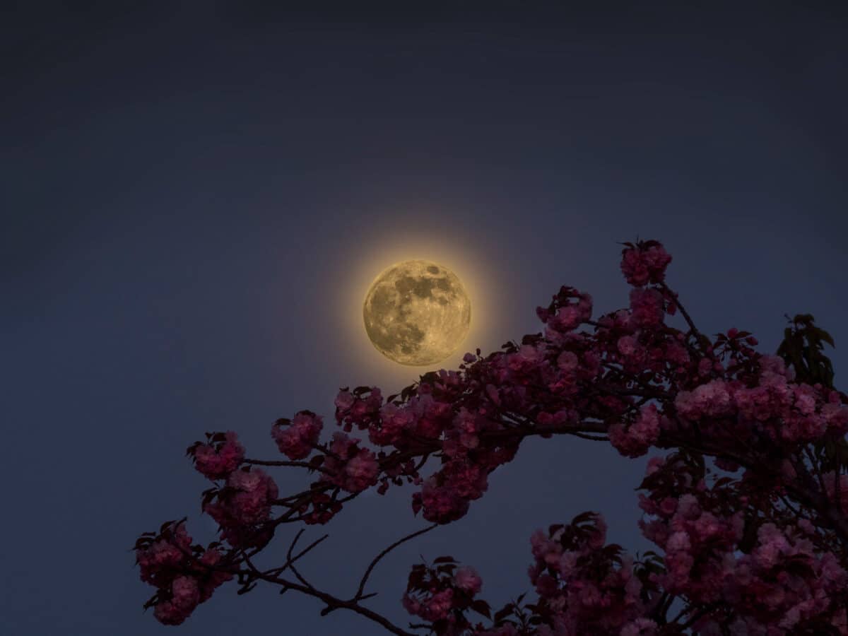moon, night, sakura