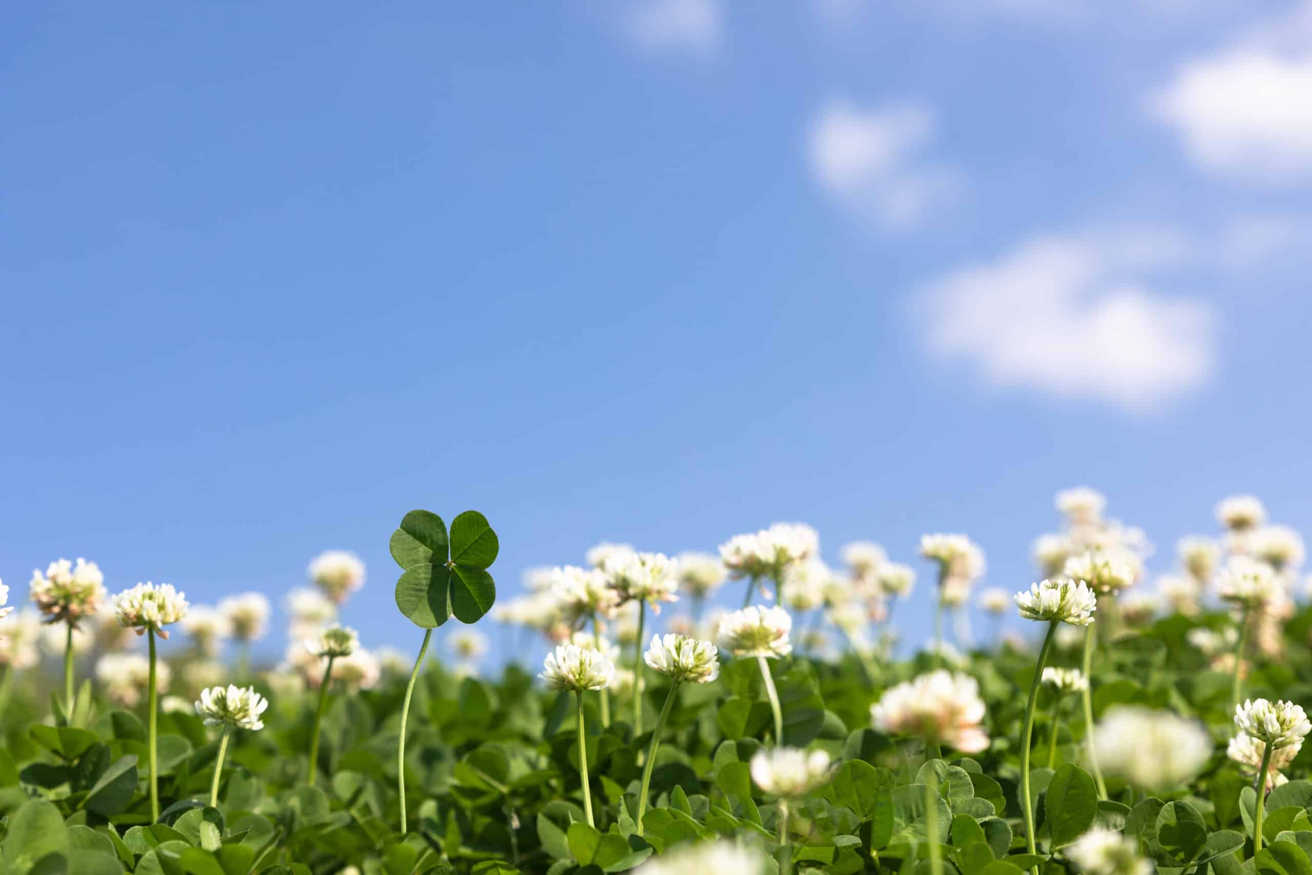Clover flowers under the blue sky with some clouds