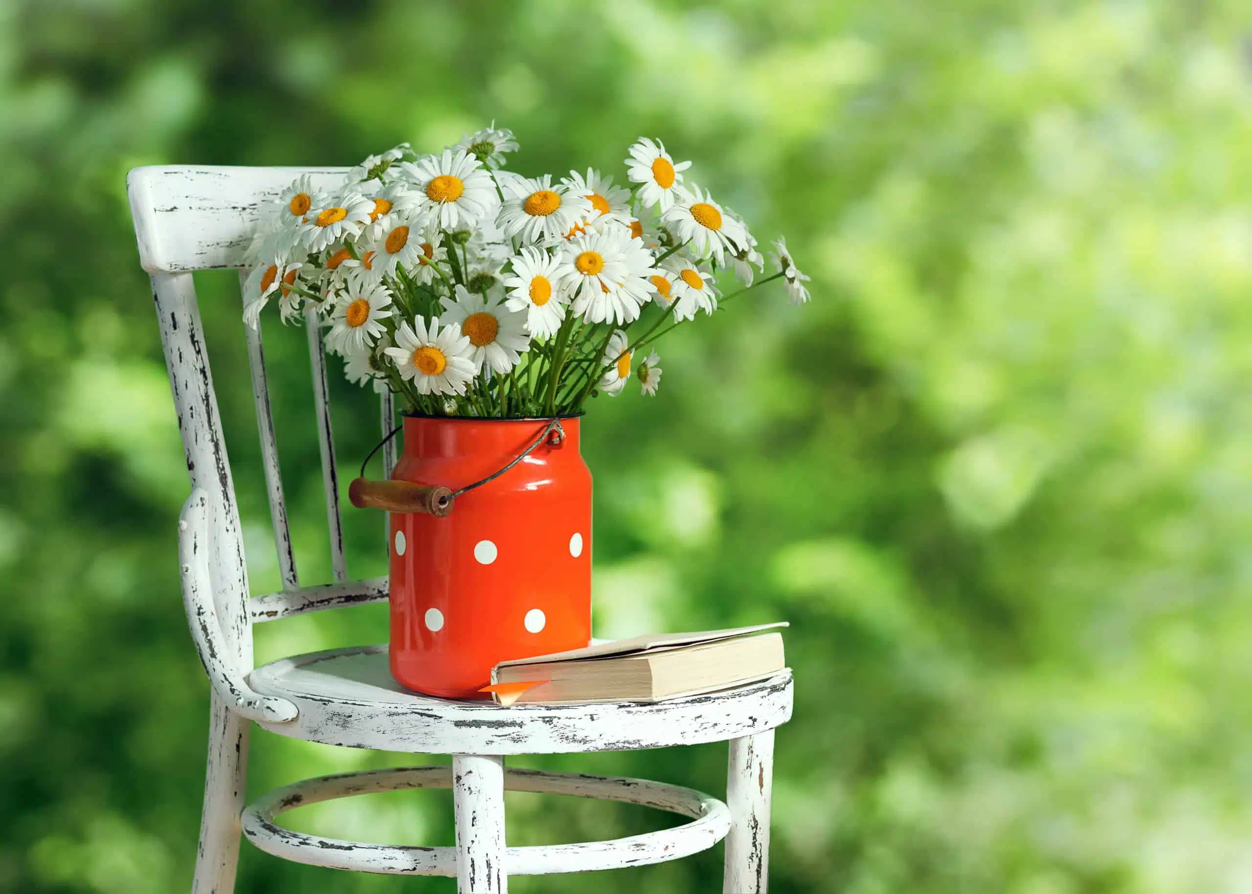 Daisies in the old cans and a book on the white wooden round chair.