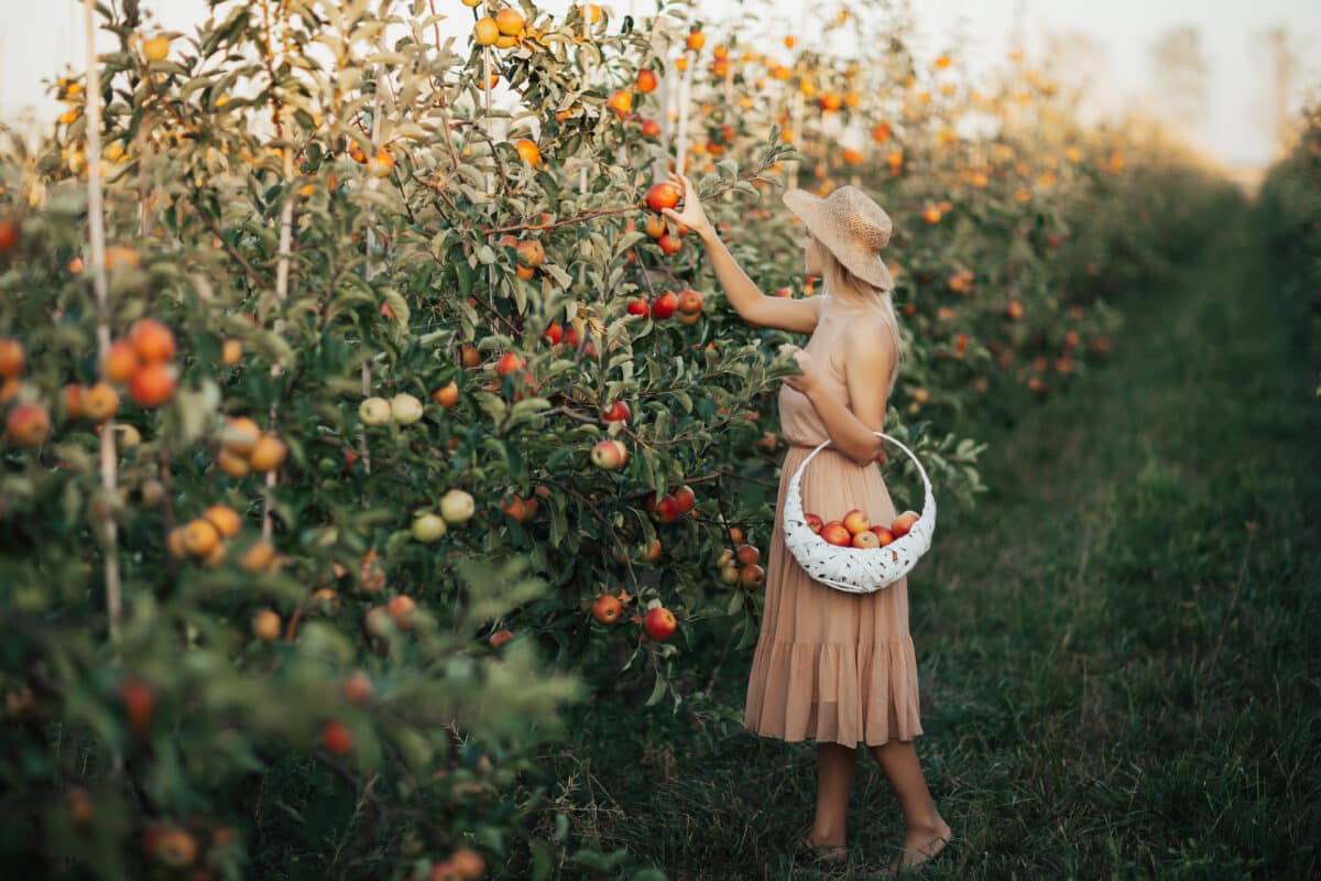 Beautiful young blonde woman in a dress and straw hat picking ripe apples