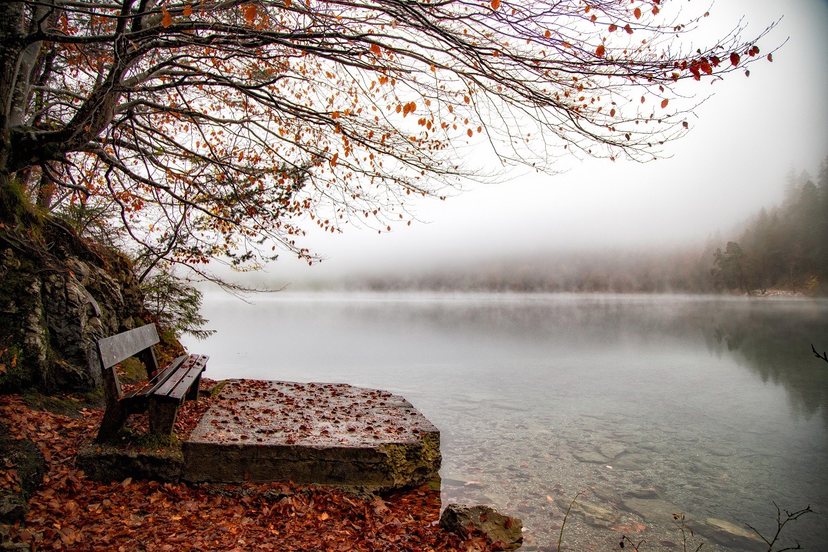 Autumn tree branches hanging over the foggy lake.