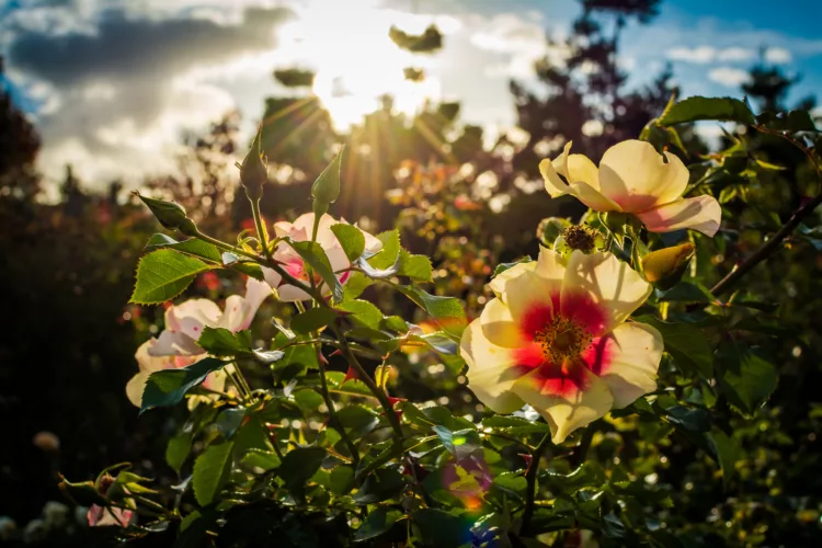 yellow rose flowers in early morning sunrise