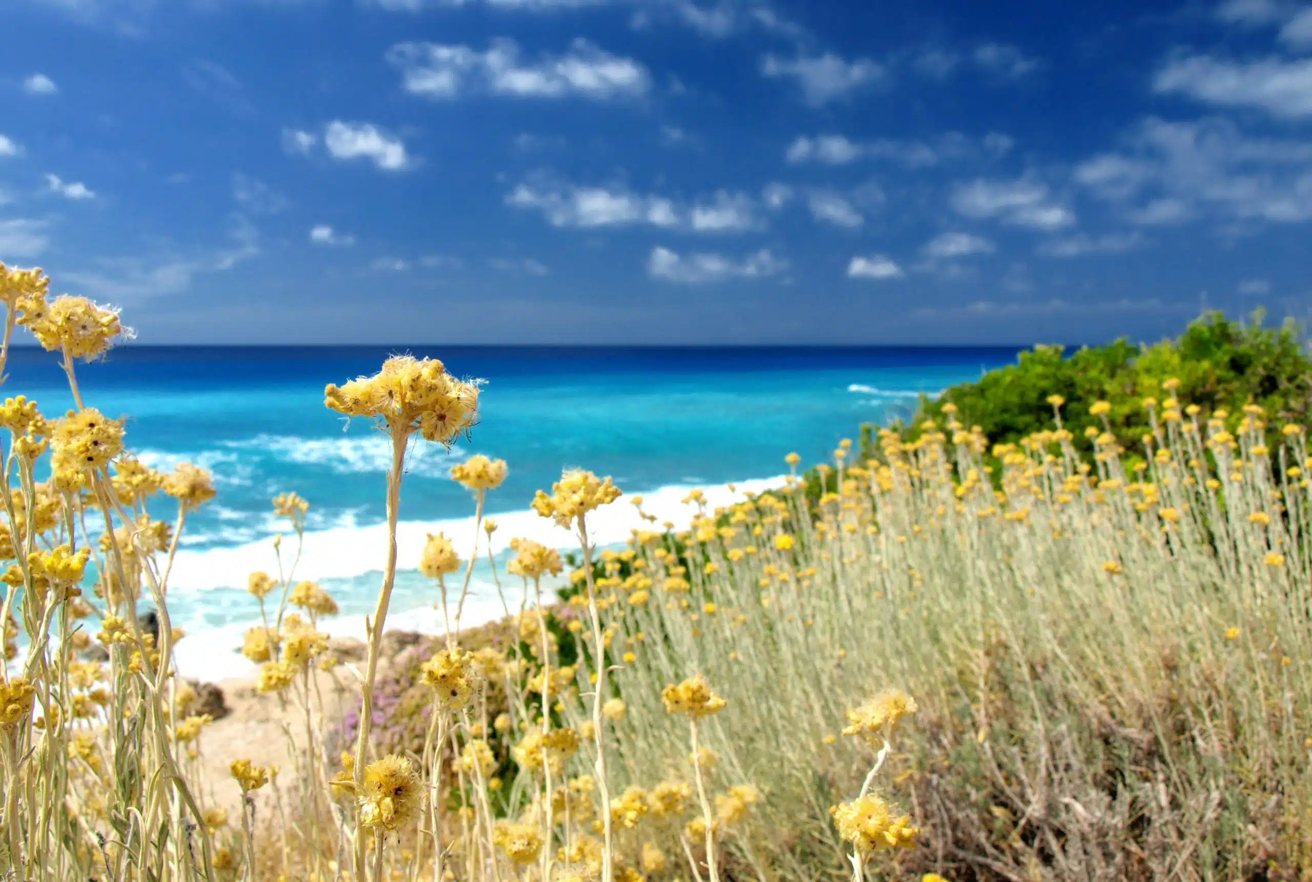 Yellow wild flowers and the sea.