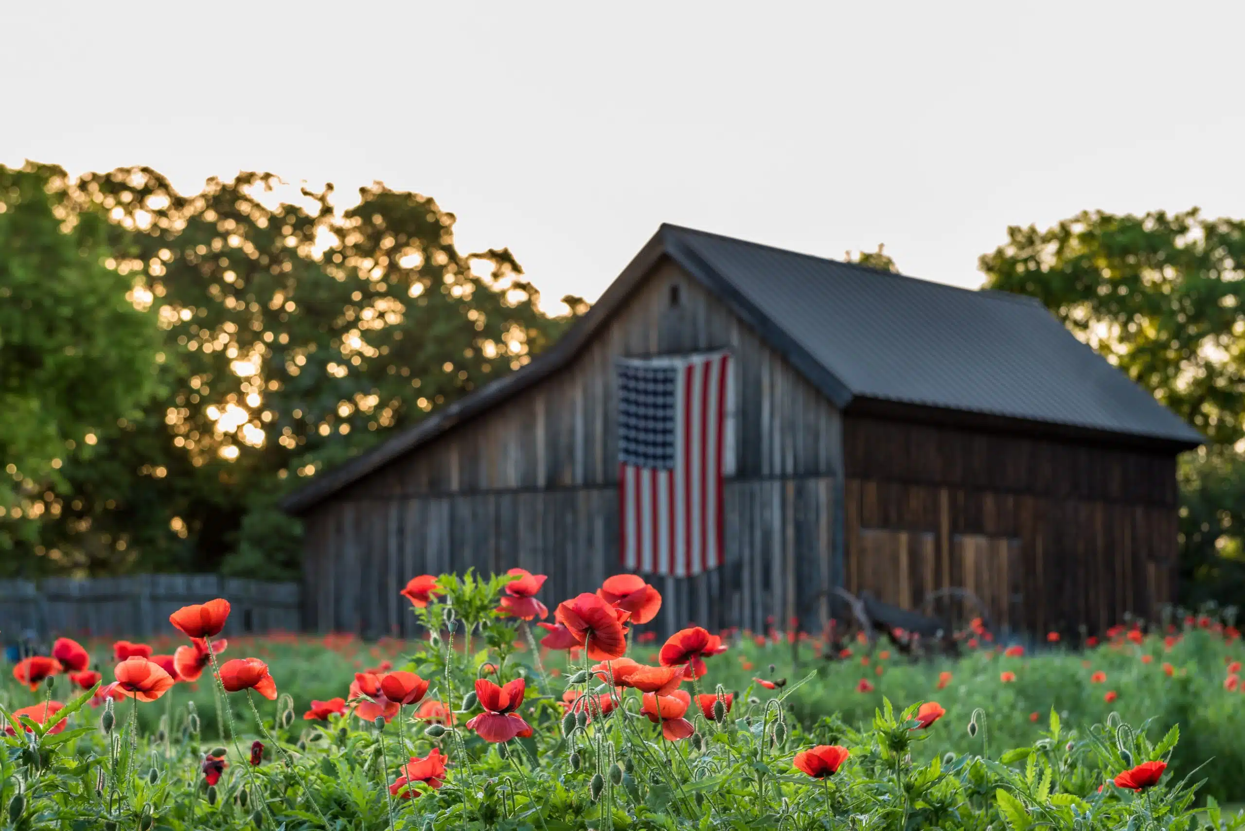 A barn with the US flag hanging, vivid red poppies in the front yard.