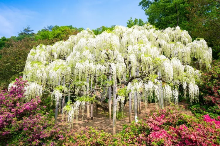 Wisteria tree in full bloom at the Ashikaga Flower Park