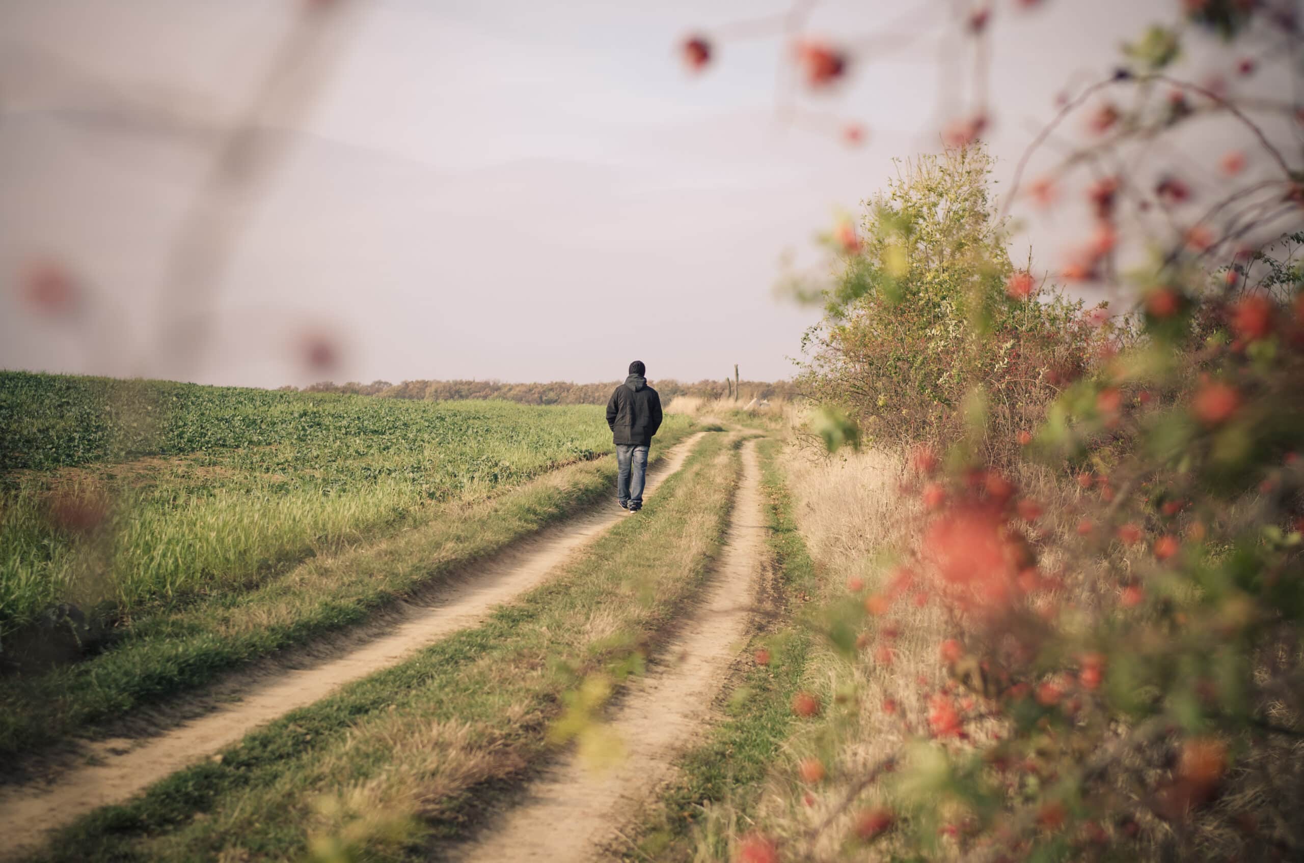Man walking away on rural path with rose hip red berry