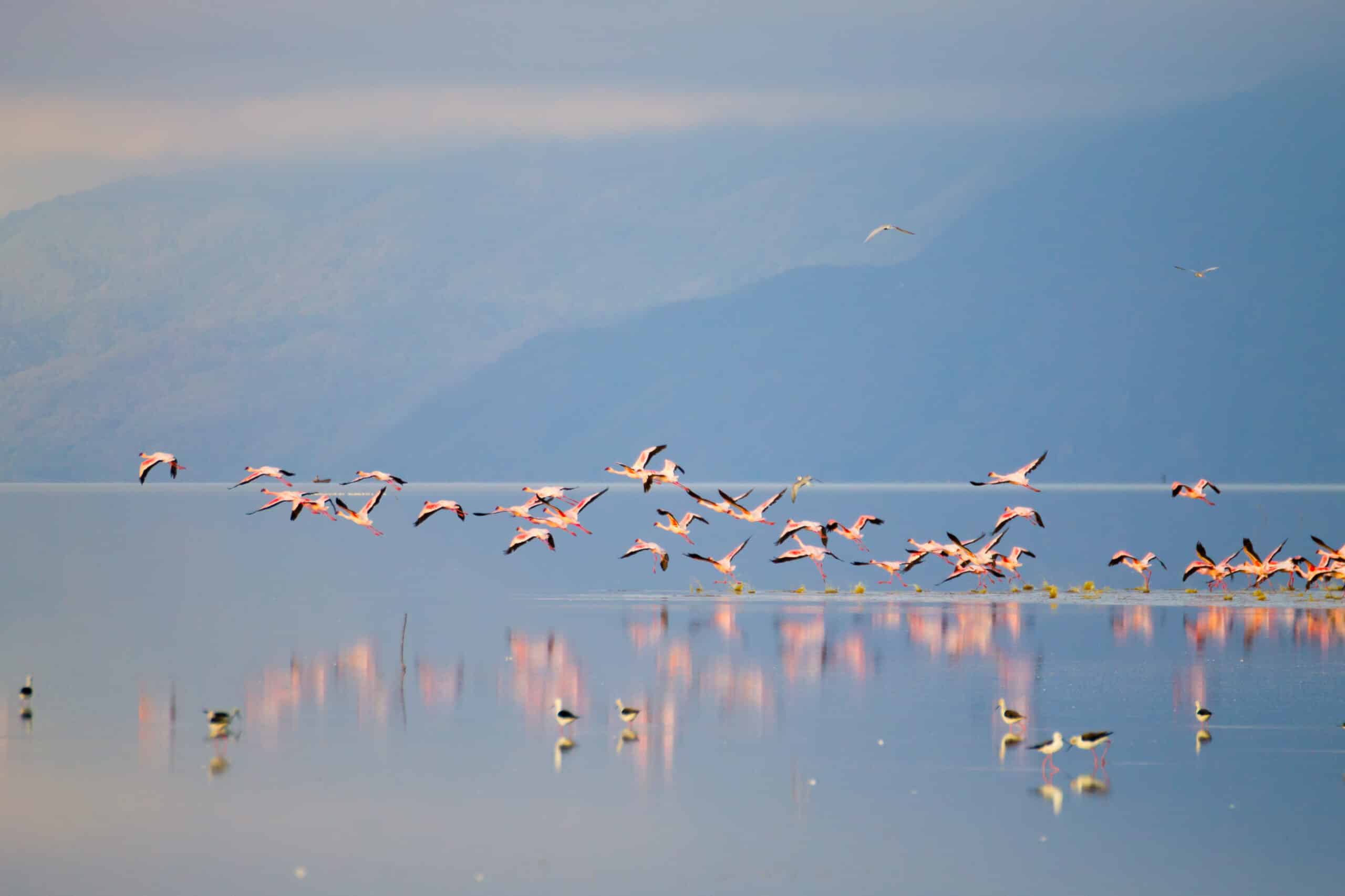 Flock of pink flamingos from Lake Manyara, Tanzania