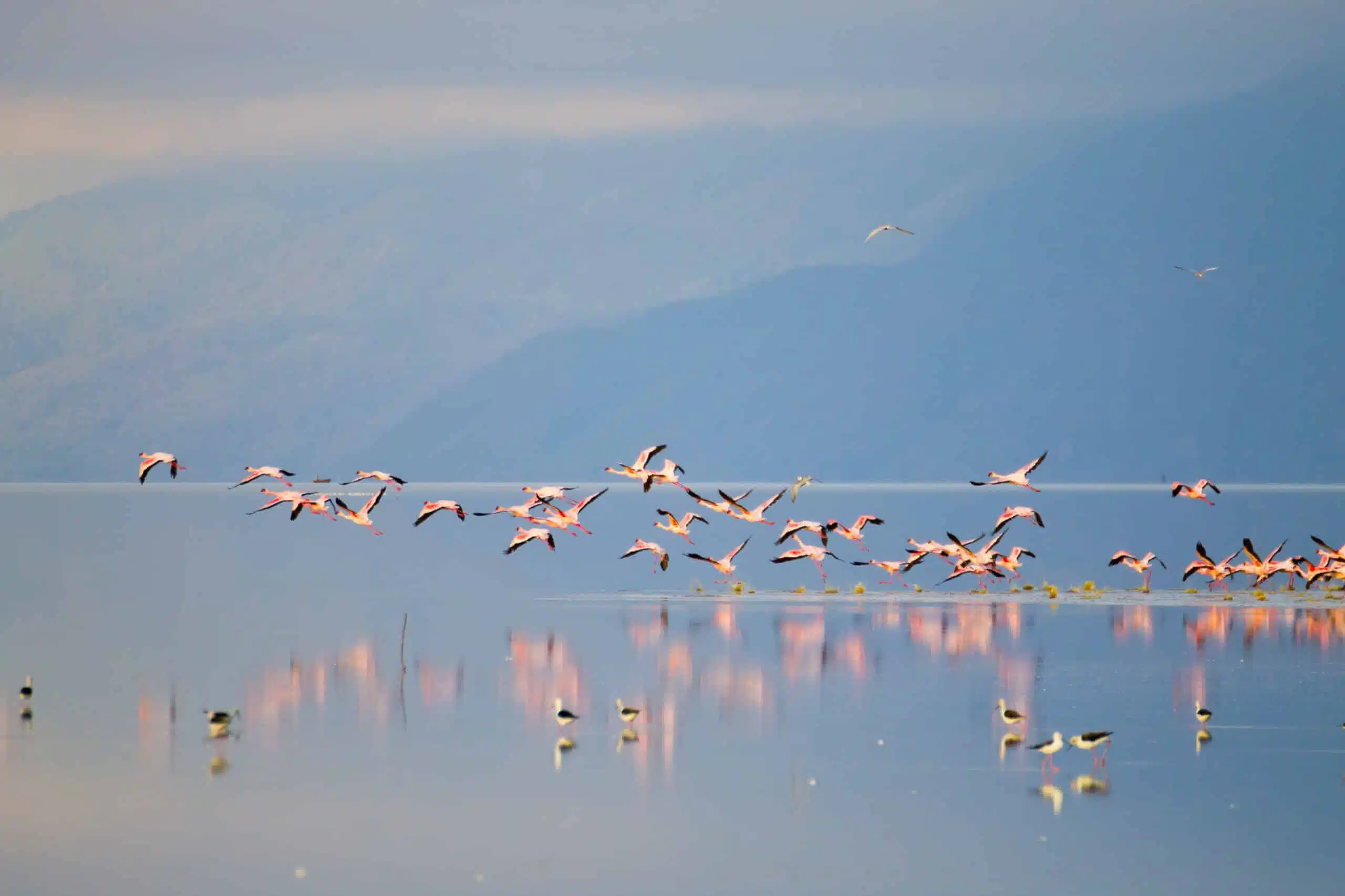 Flock of pink flamingos from Lake Manyara, Tanzania