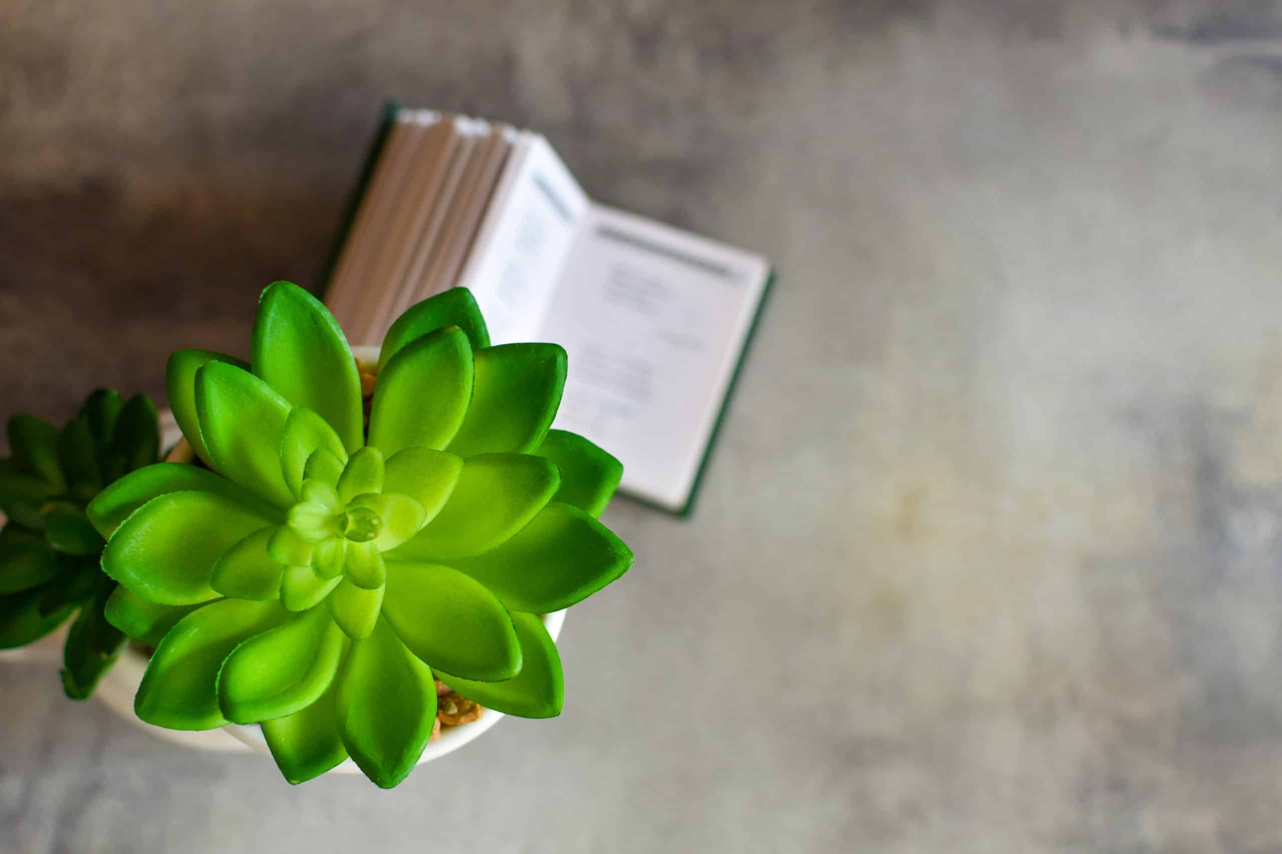beautiful succulent plant in white pot and small book with poems