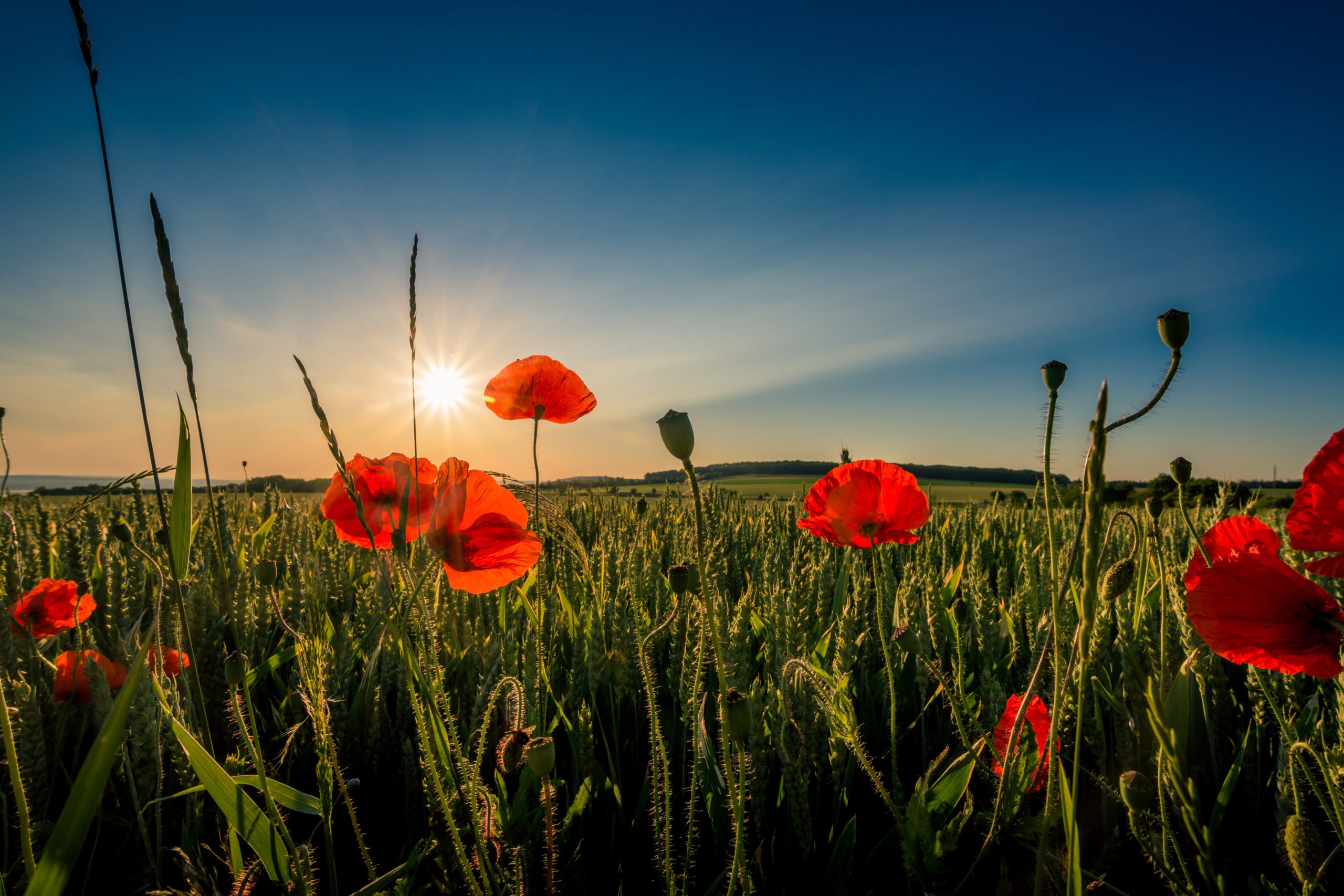 Red poppy flowers and wheat.