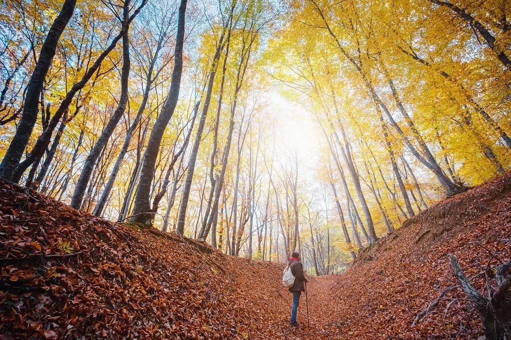 Man in autumn woods, fantasy forest landscape