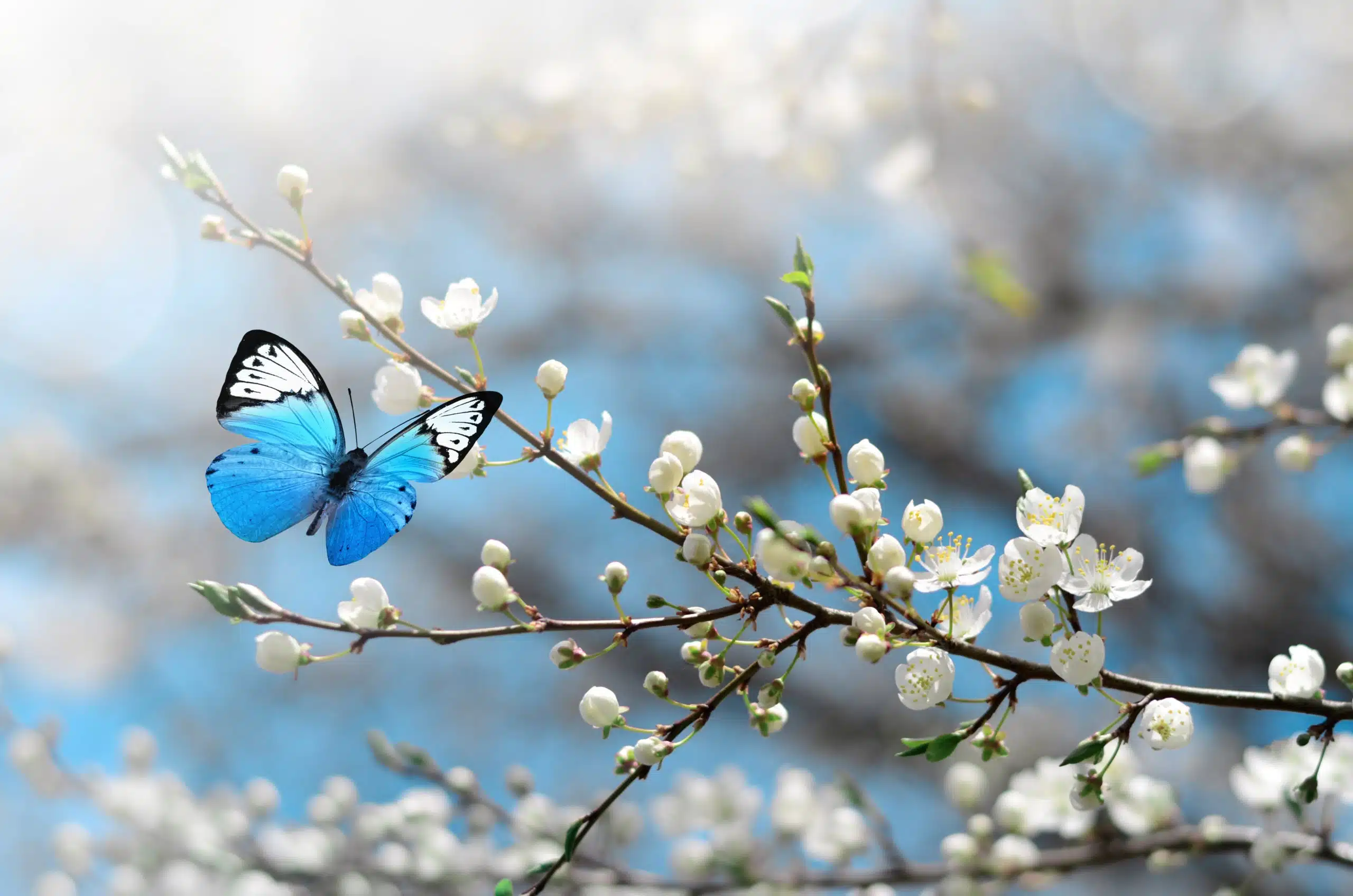 Cherry blossom in wild and butterfly.