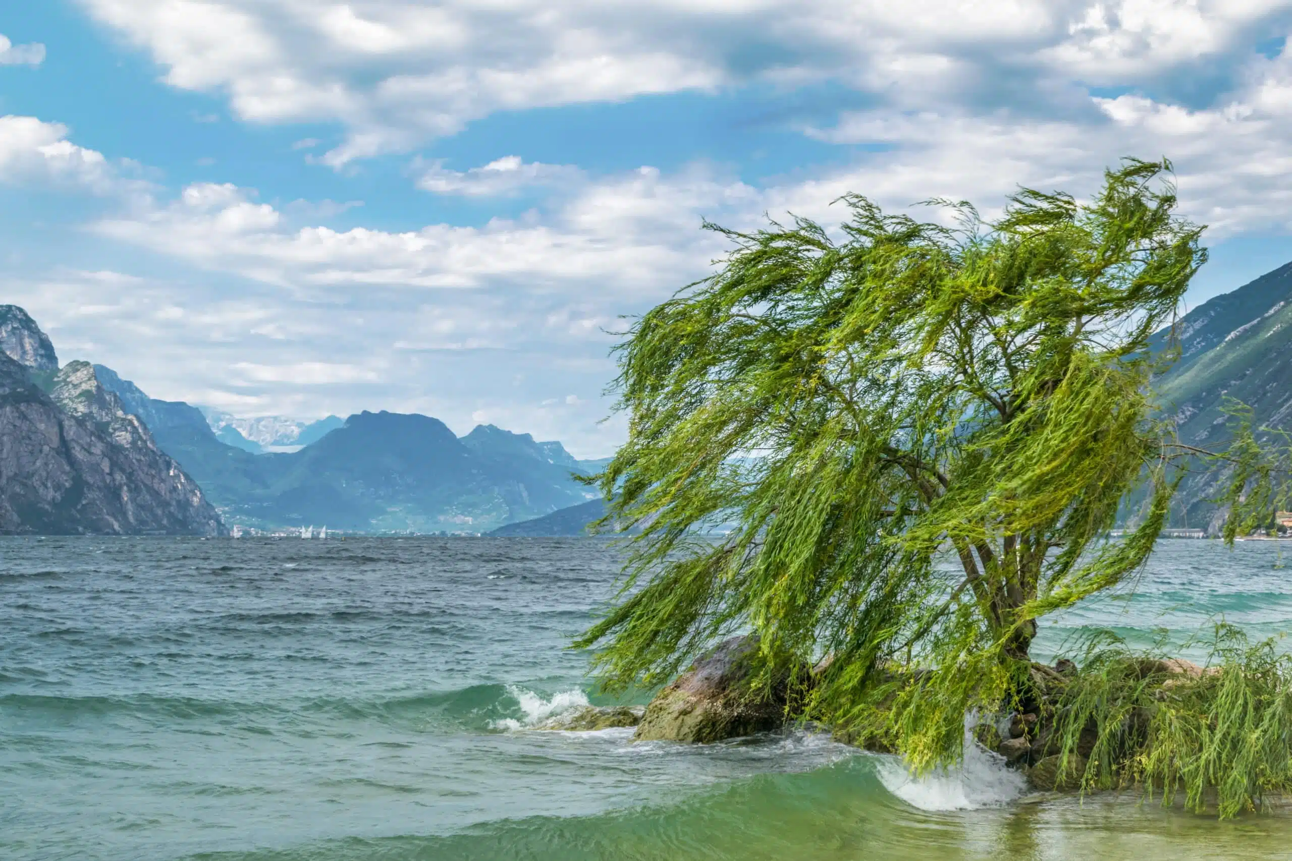 Lone willow tree by the lake, branches swaying blown by the wind.