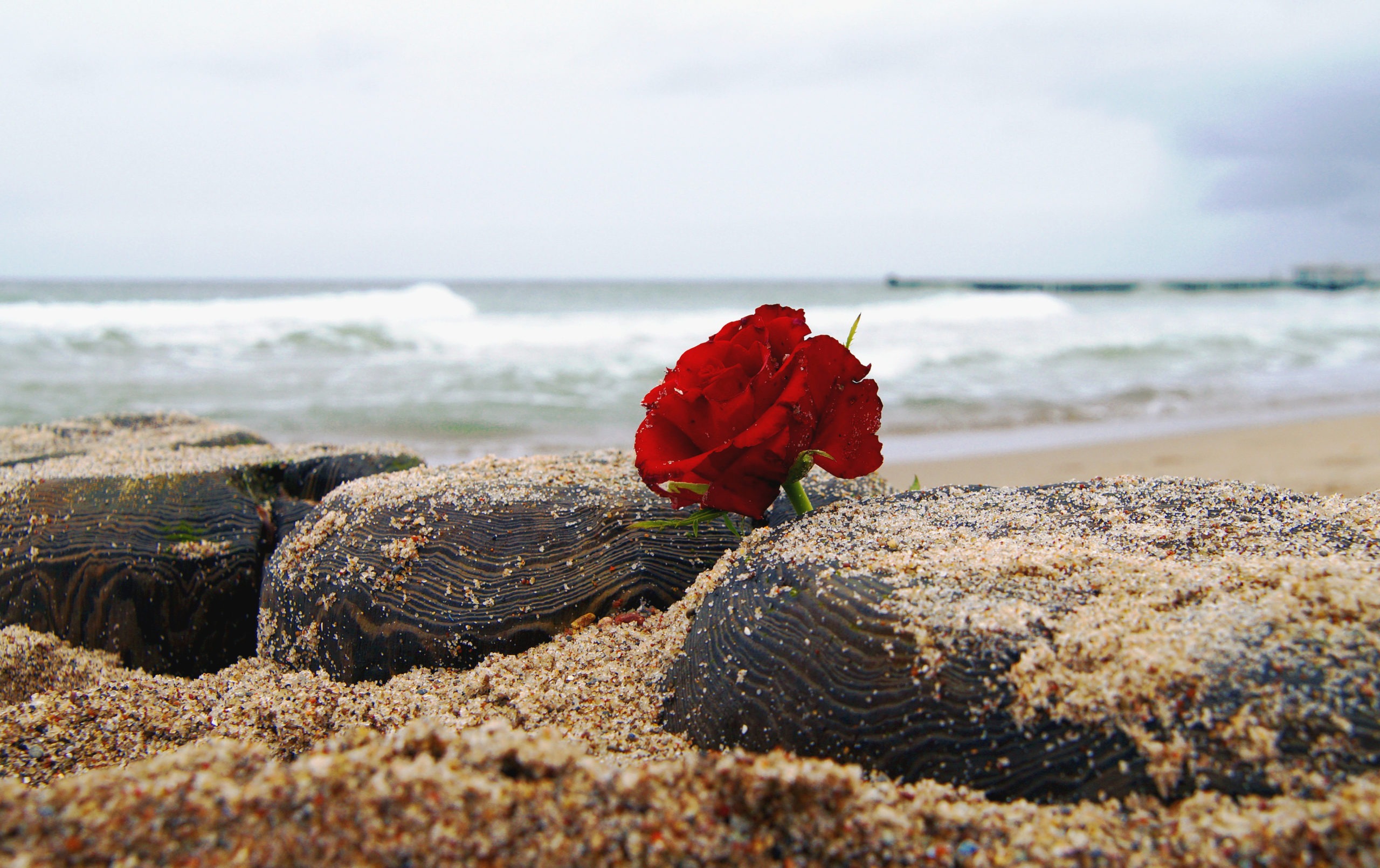Red flower and the sea