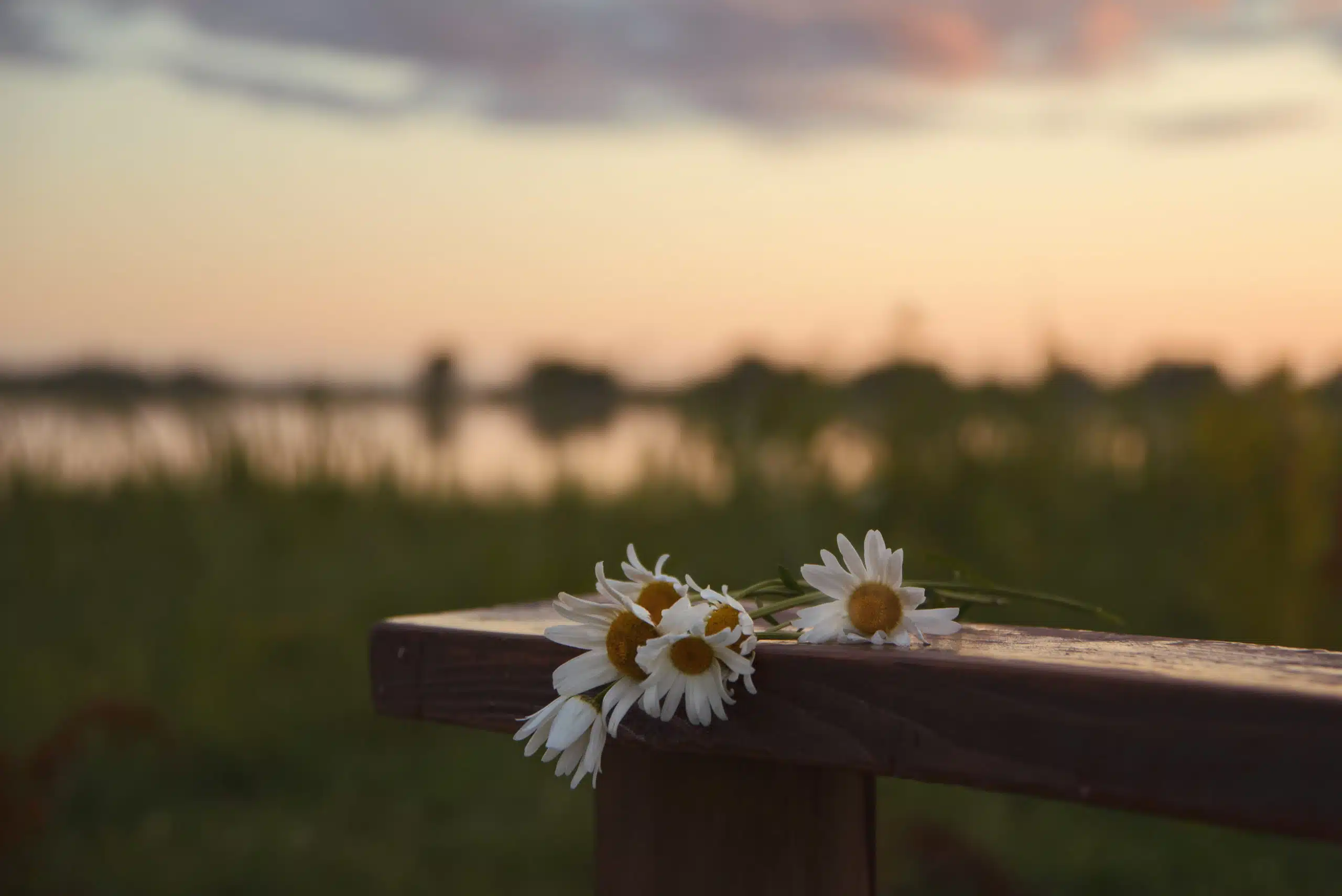 Daises on wooden bench