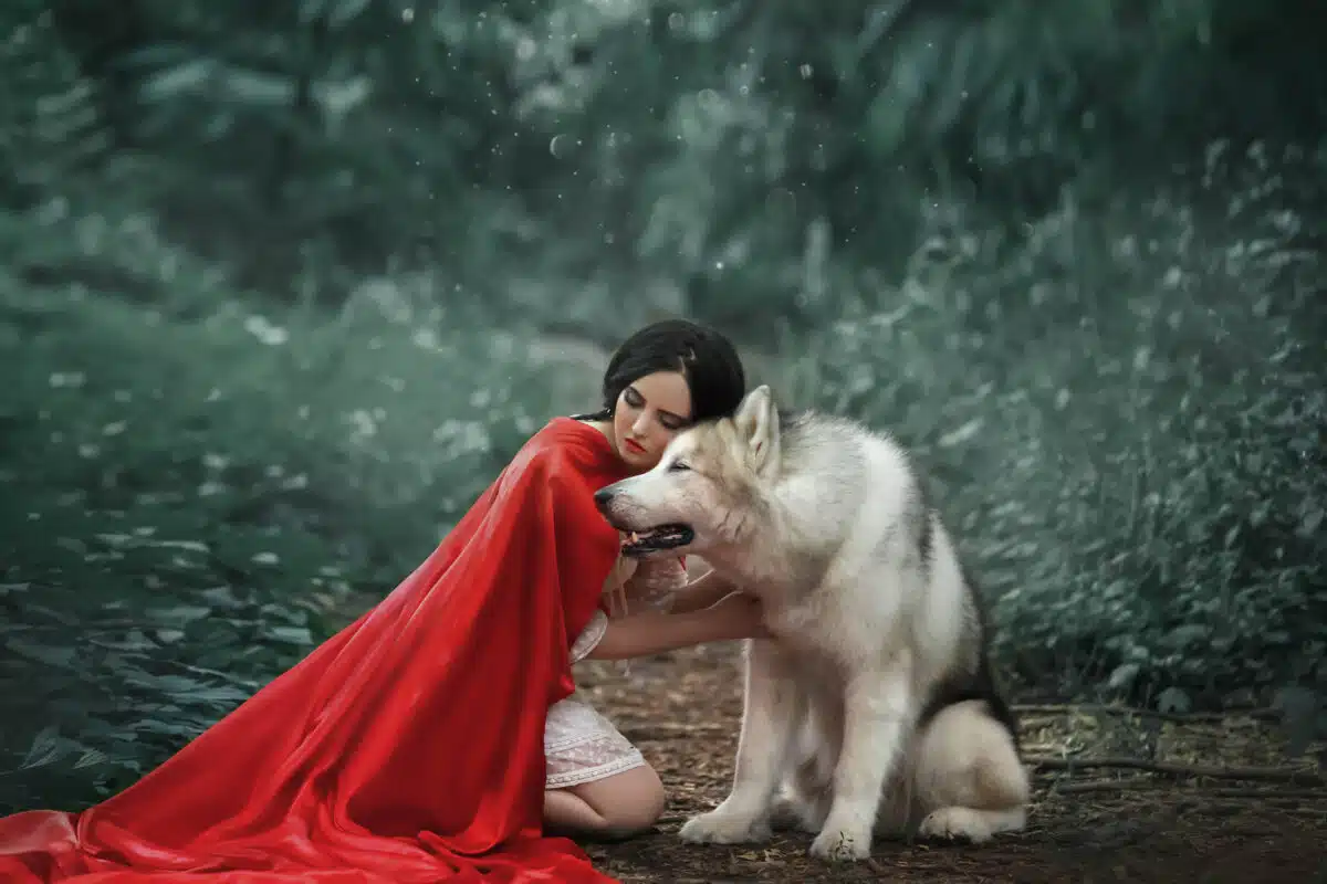 fabulous image, dark-haired brunette attractive lady in short white dress, long red scarlet cloak lying on ground sits beside Alaskan Malamute like wolf, gently touches it with his hands, head