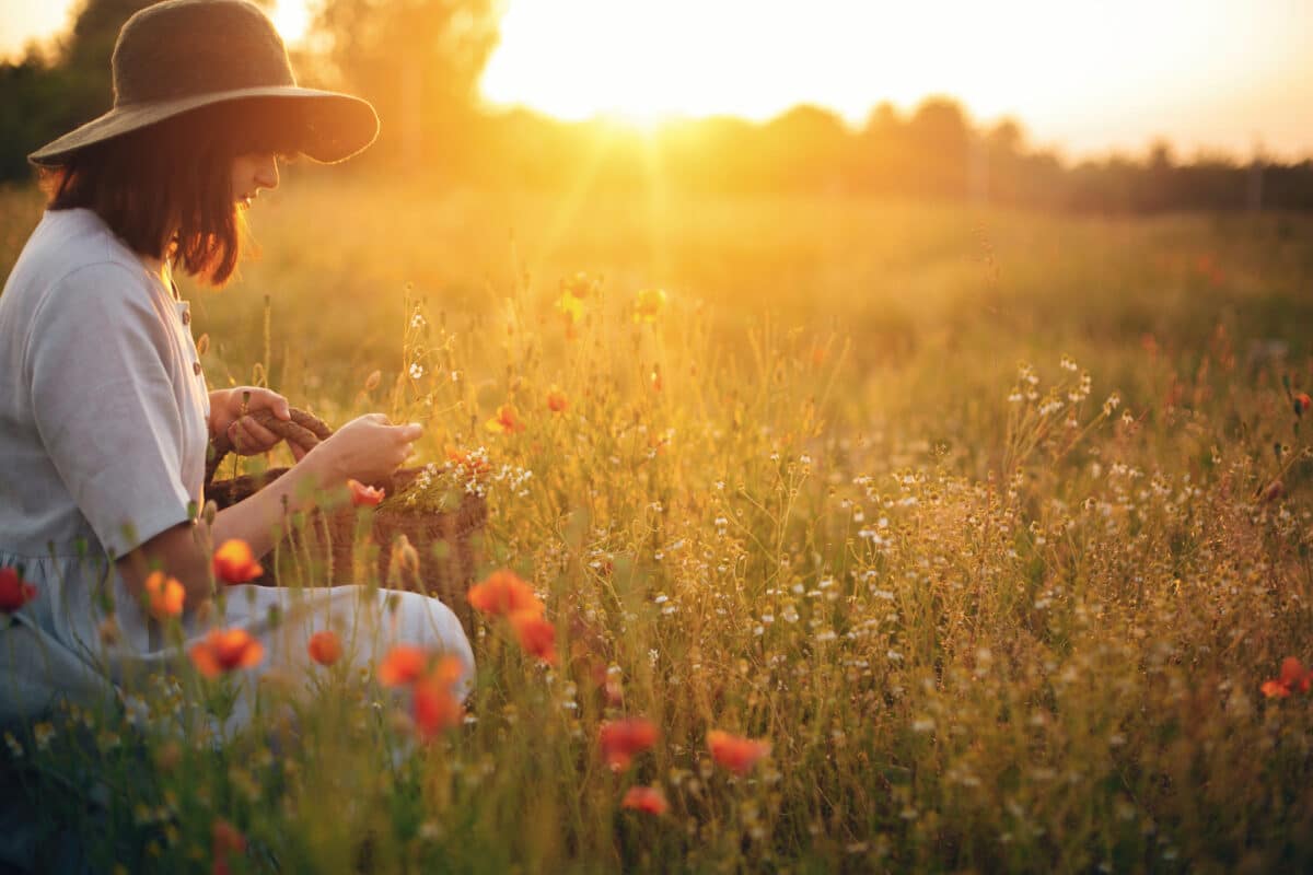 a pretty young lady in a rustic style picking flowers in the field at sunrise