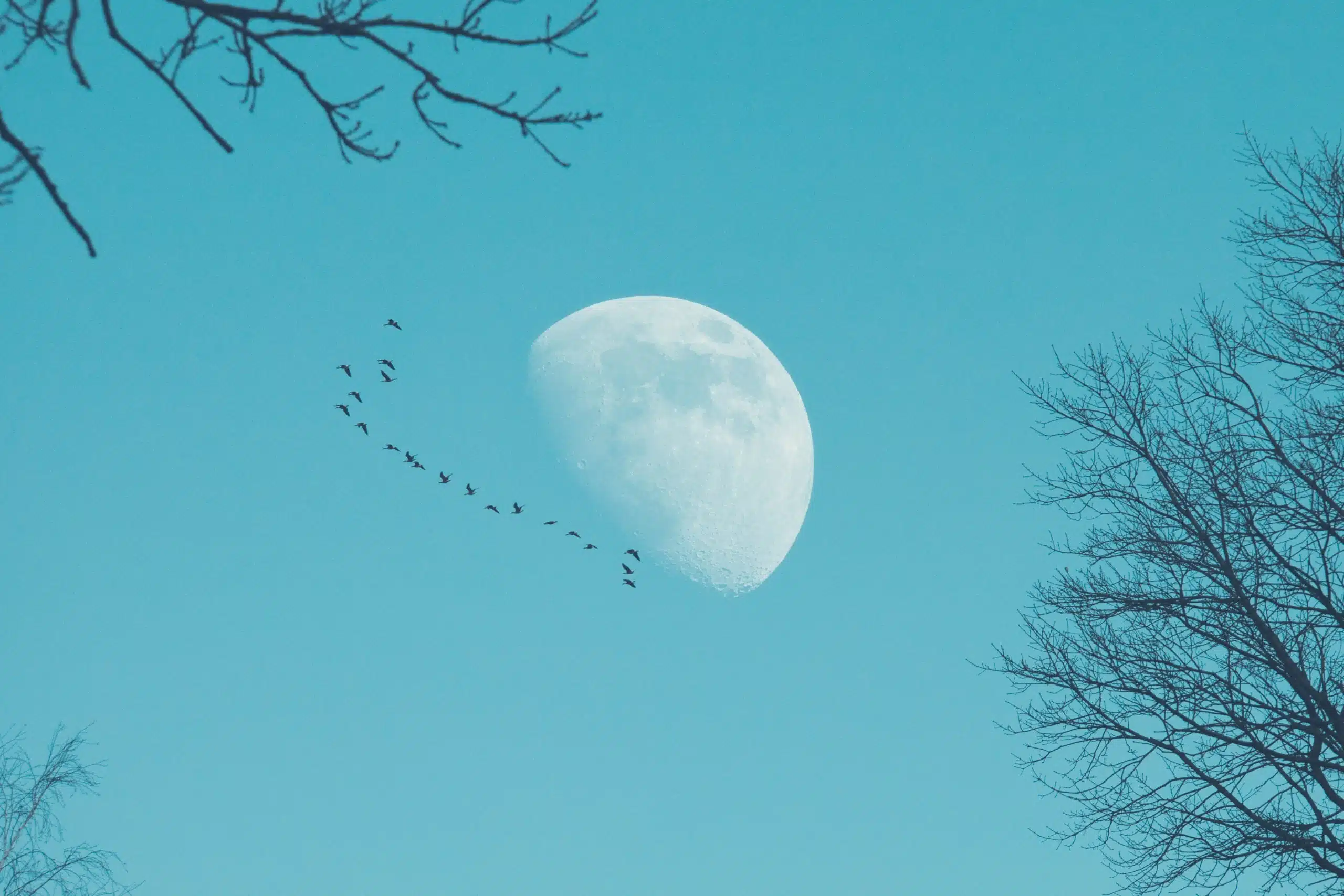 A flock of birds in the pale blue sky and the white moon.