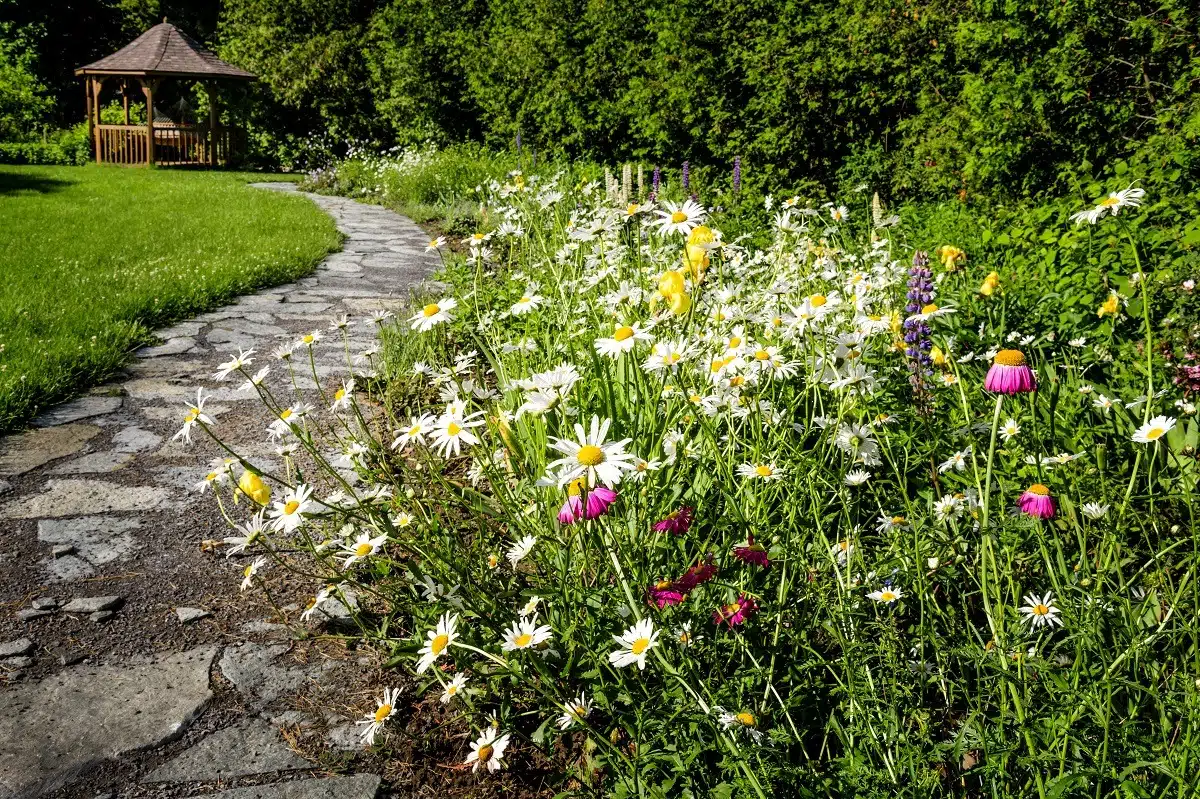 Wildflower garden and path to gazebo