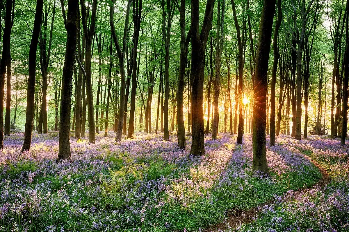 Bluebell forest path at sunrise.