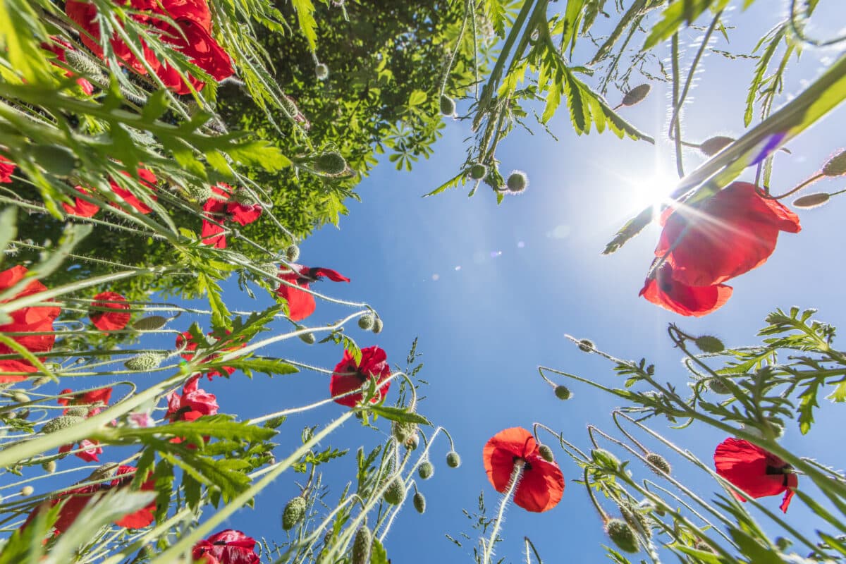 poppy flowers, clear blue sky and sunlight in the morning