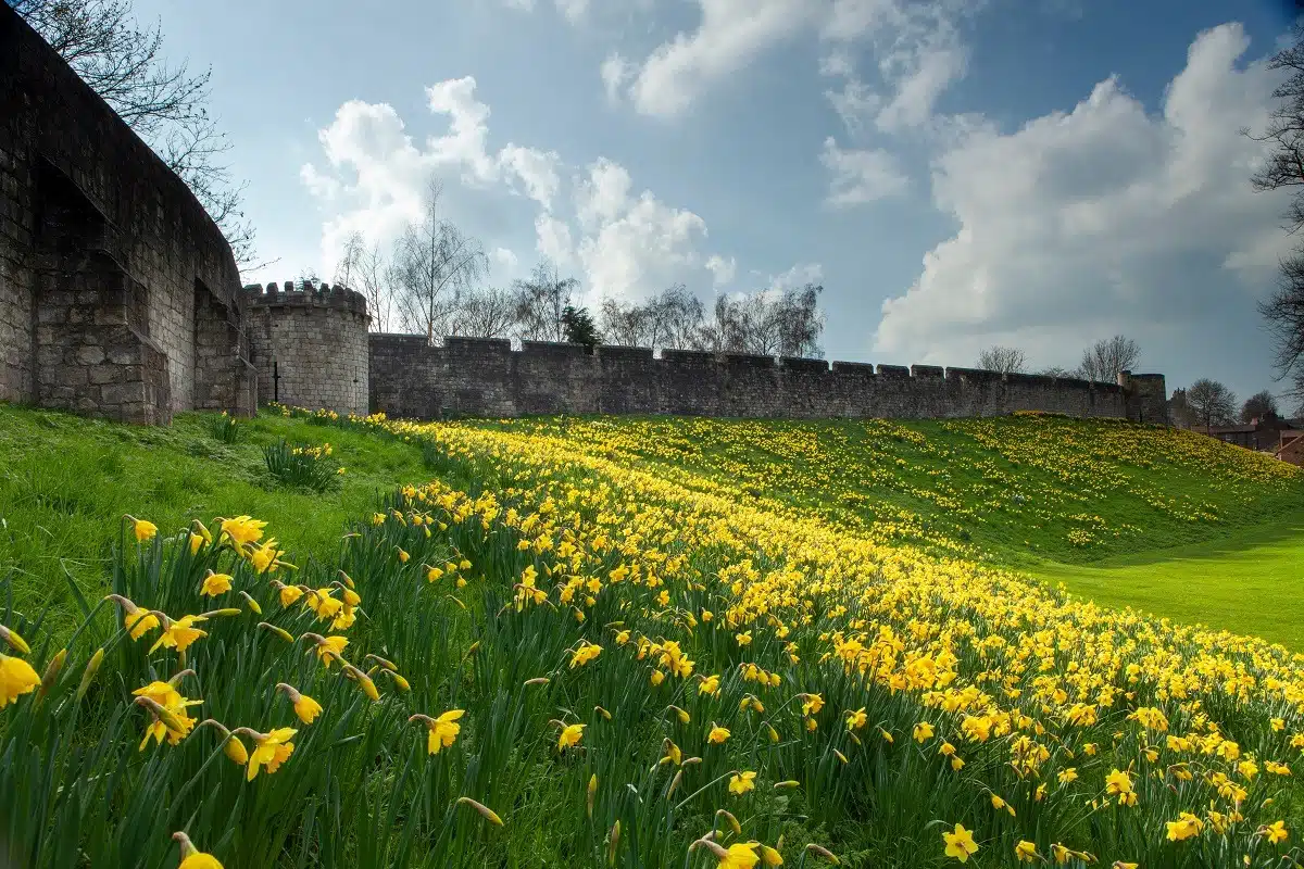 York medieval walls and daffodils in spring.