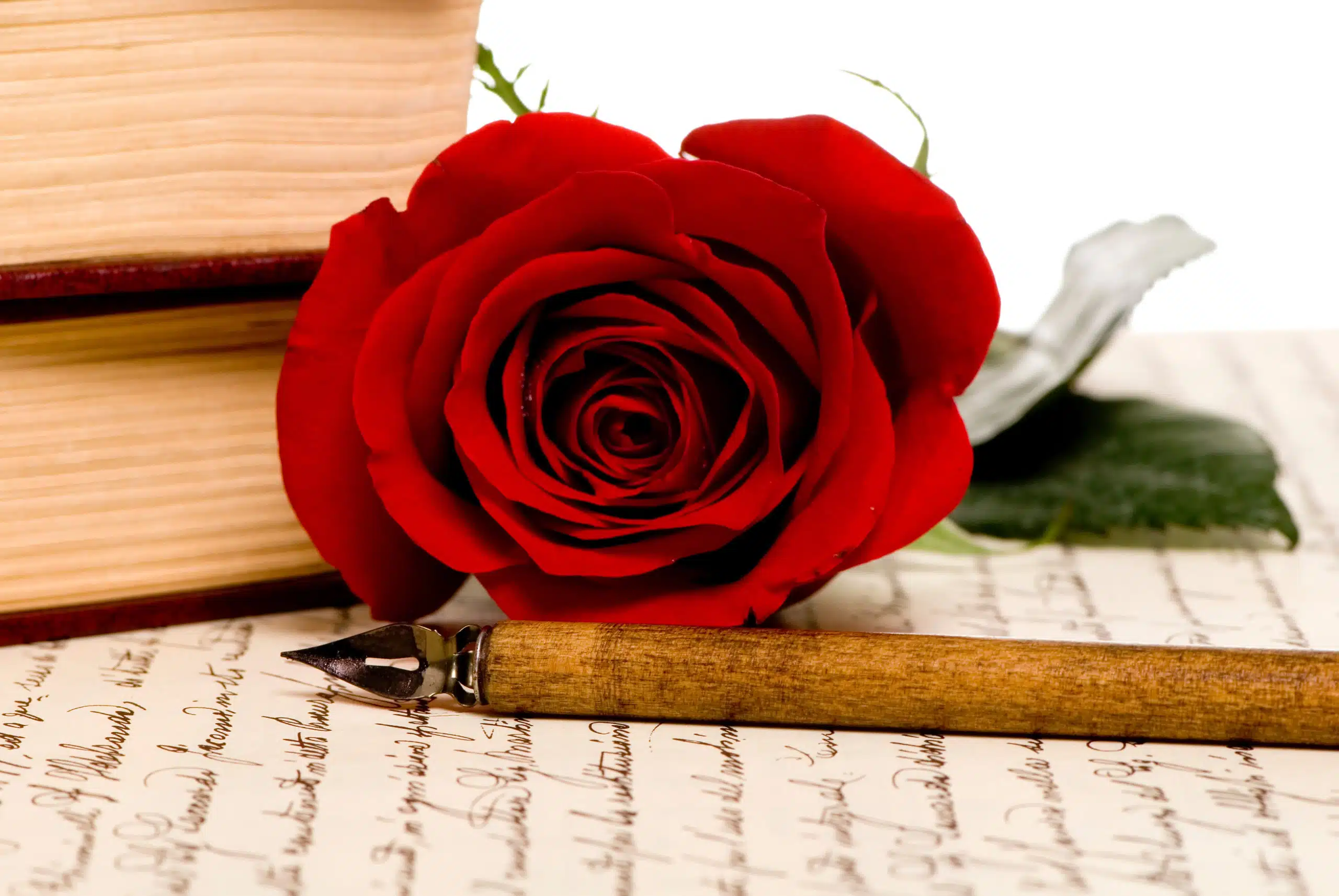 Rose and vintage pen sitting on top of a letter .