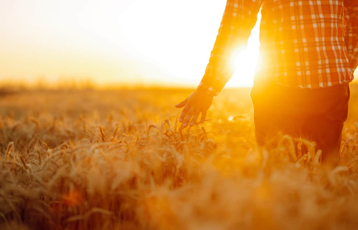man touching the grass in the field at sunrise