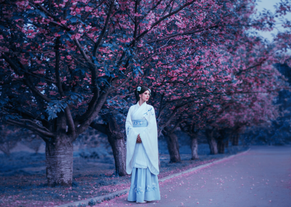 A young girl in a Japanese national costume walks in the garden of blooming cherry blossoms. Aleya of flowering trees. Modest, thoughtful geisha. Artistic photography in cold shades