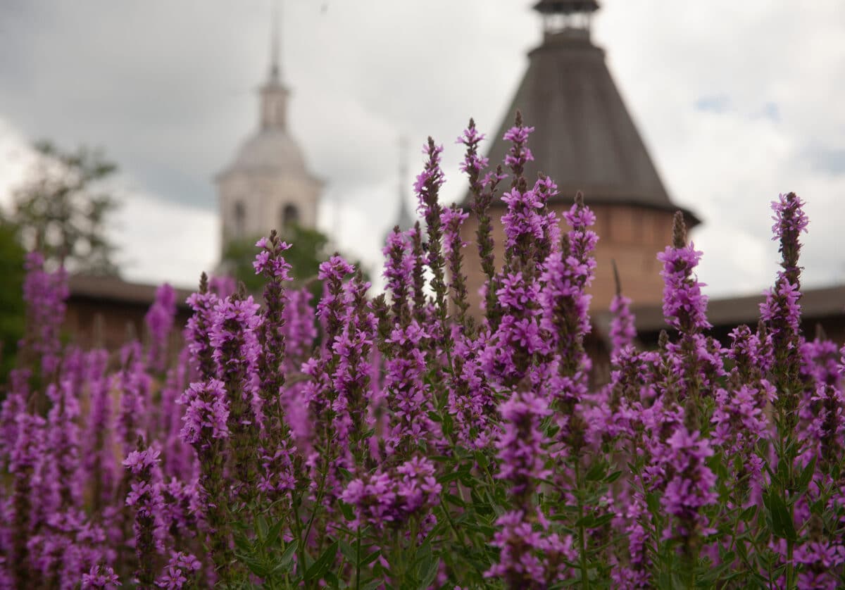 purple loosestrife flowers and a castle in the background
