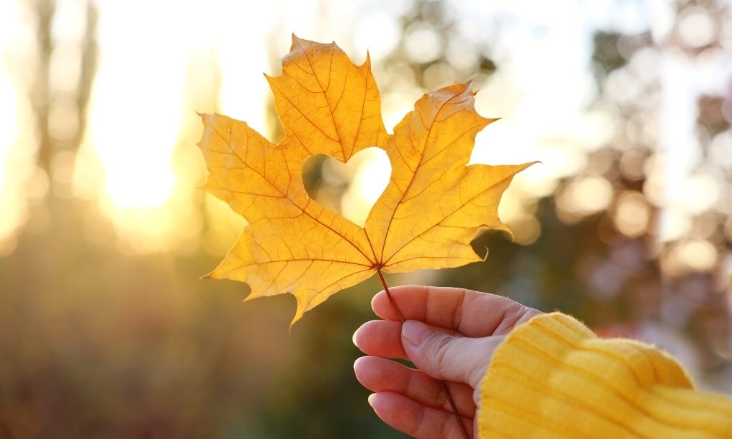 Yellow autumn leaf with a heart-shaped hole in woman's hand.