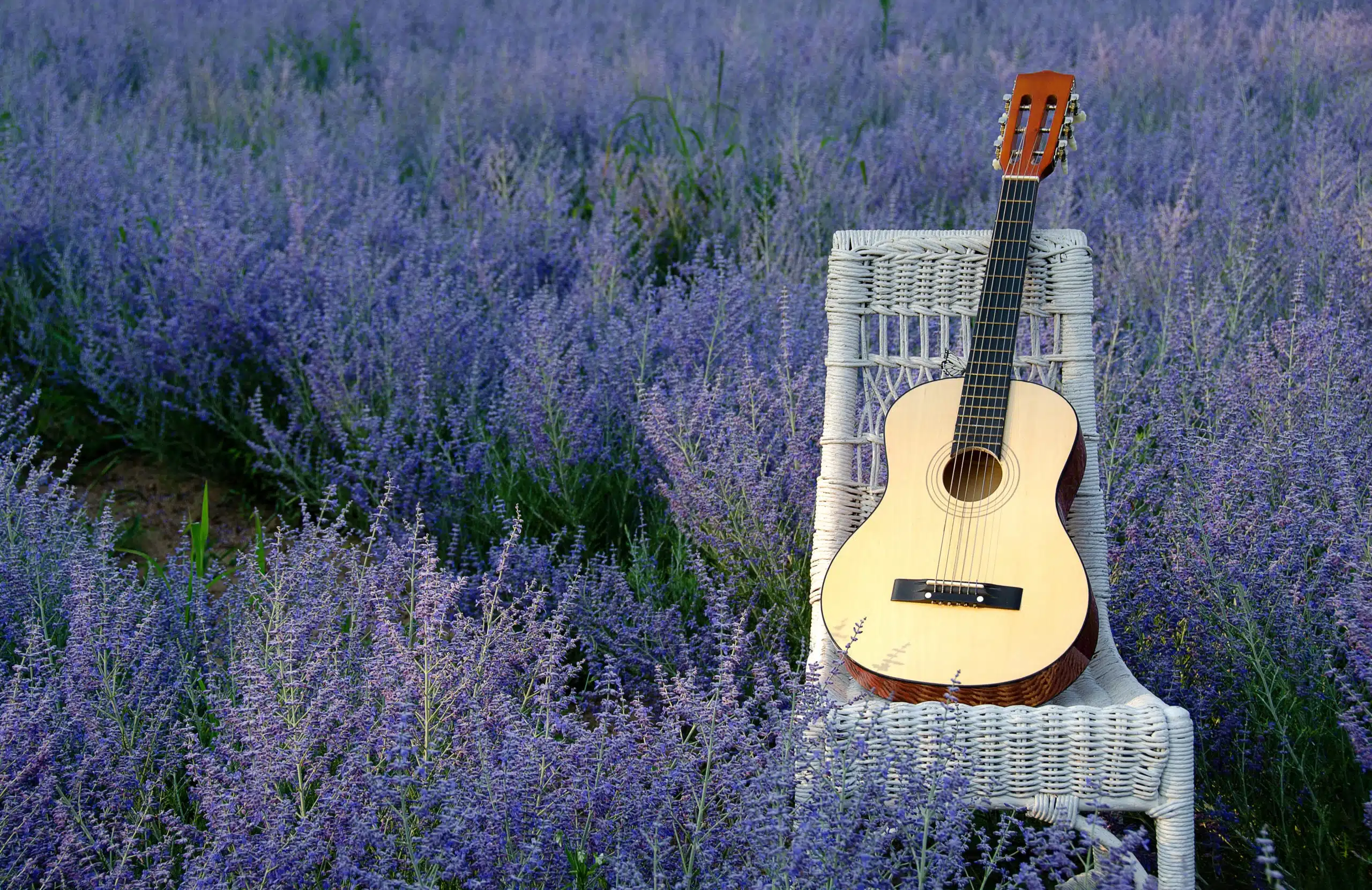 Six string guitar on white wicker chair in purple Russian Sage flowers