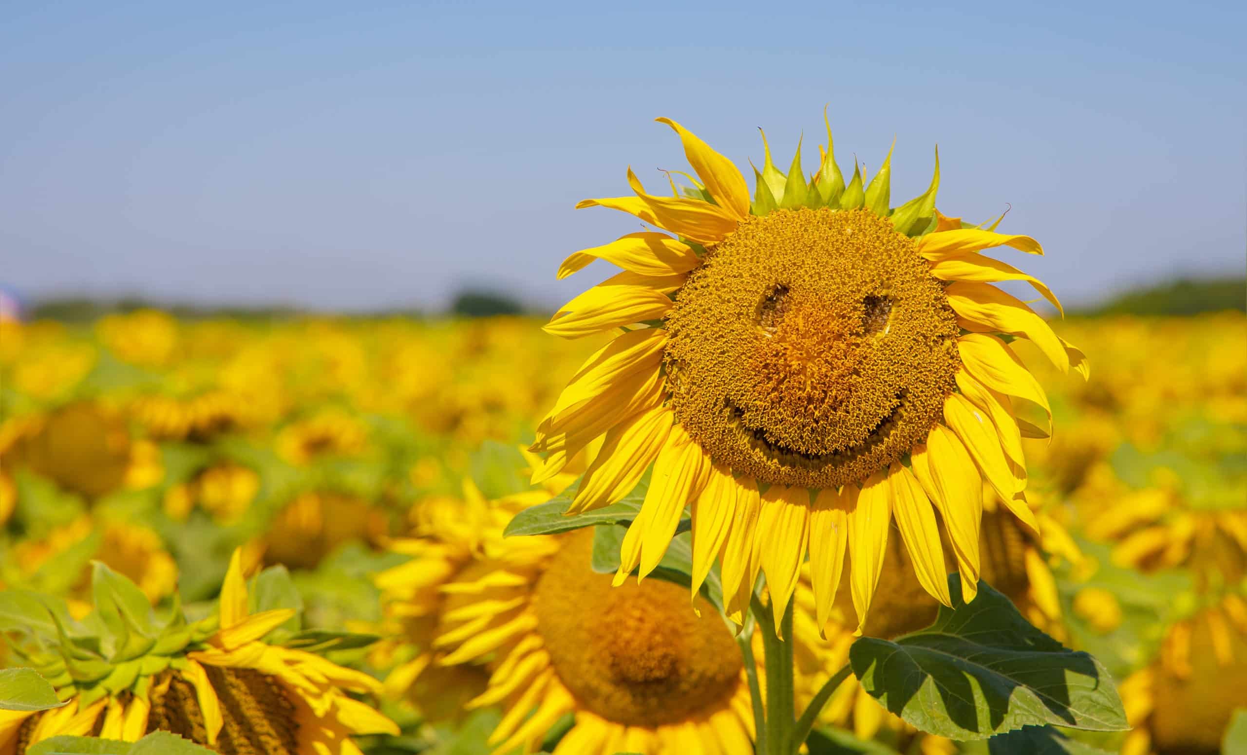 Sunflower with funny face in a field of sunflower.