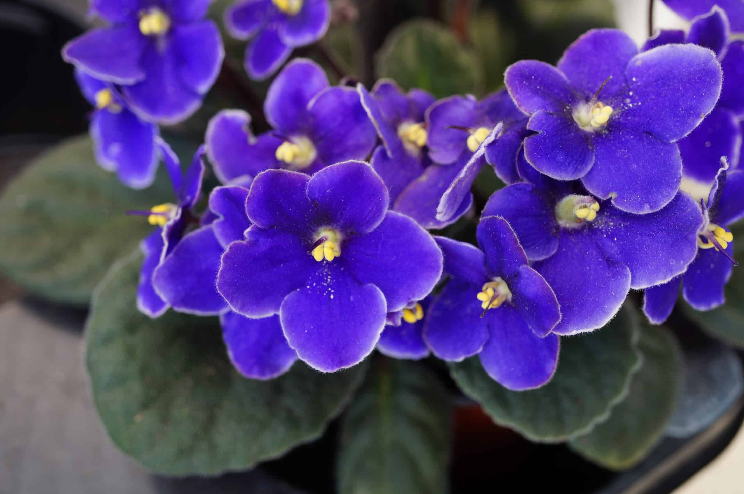 African violet flowers.