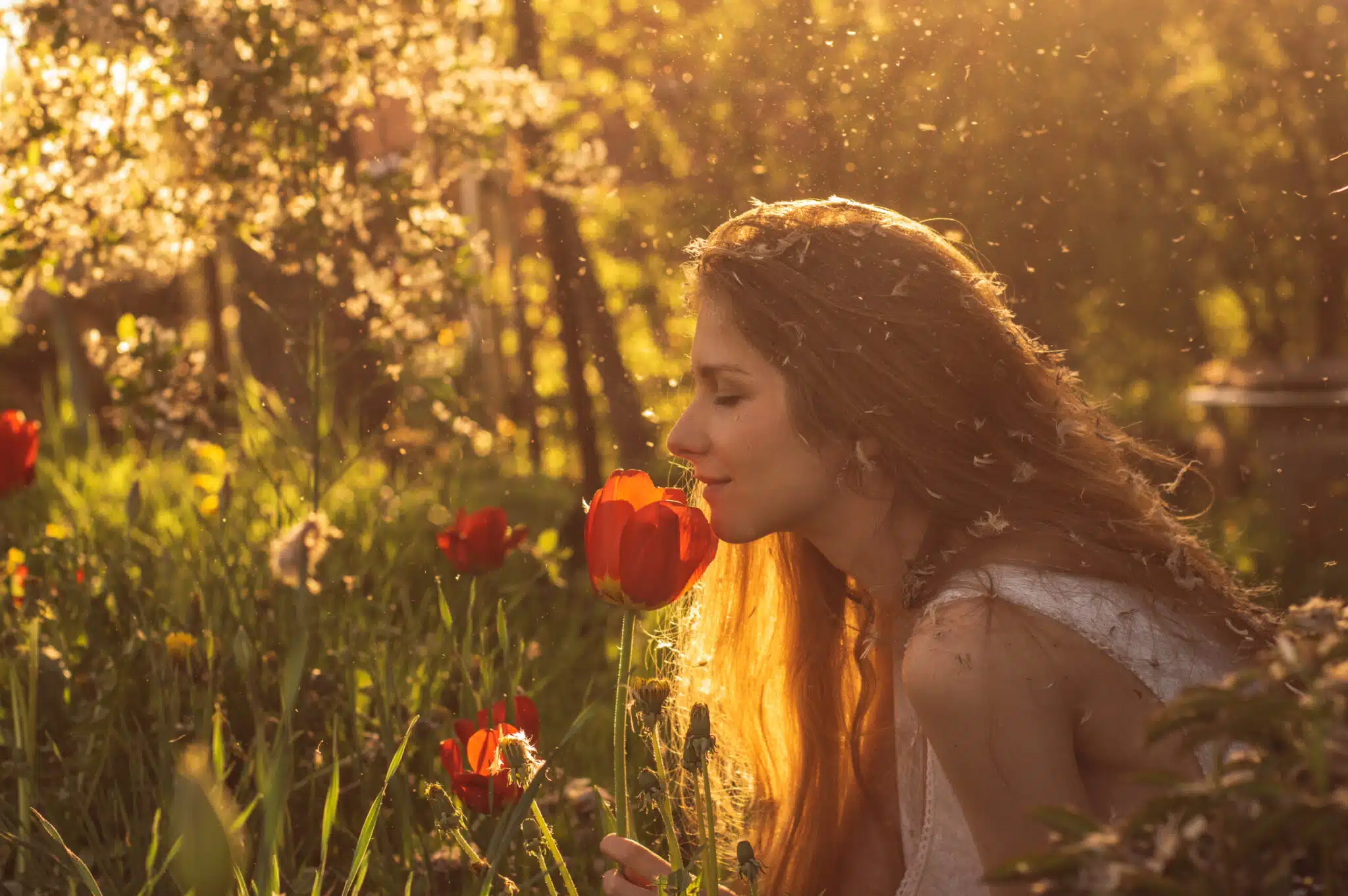 Girl in white dress smelling tulip in sunset among dandelions