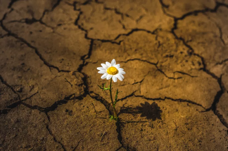 A single daisy flower growing through the  cracked earth in the desert
